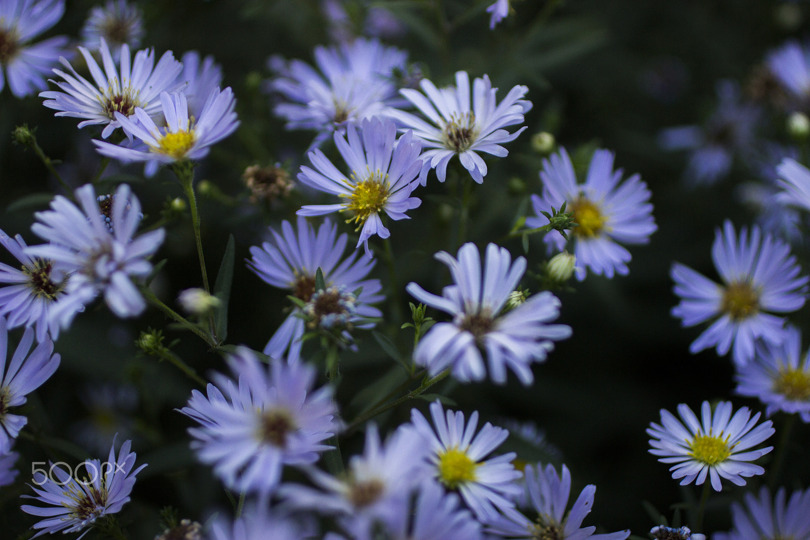 Canon EOS 600D (Rebel EOS T3i / EOS Kiss X5) + Canon EF 50mm F2.5 Macro sample photo. Summer is gone photography