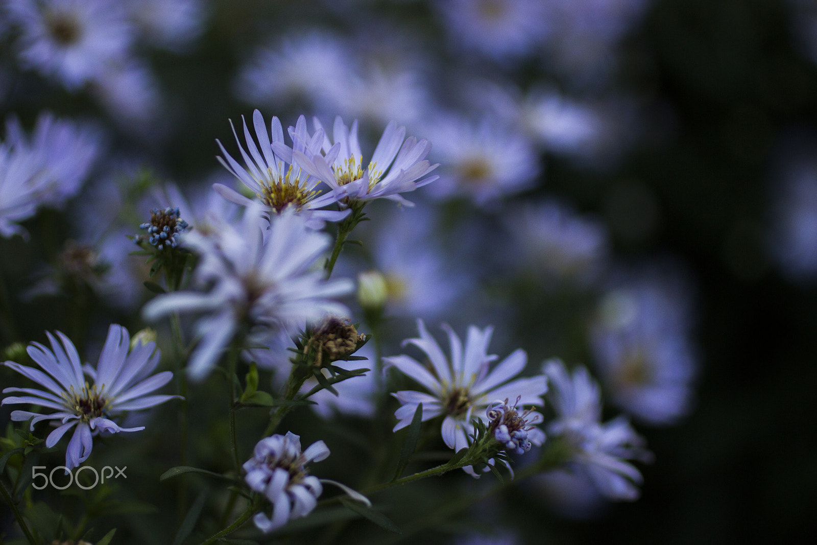 Canon EOS 600D (Rebel EOS T3i / EOS Kiss X5) + Canon EF 50mm F2.5 Macro sample photo. Summer is gone photography