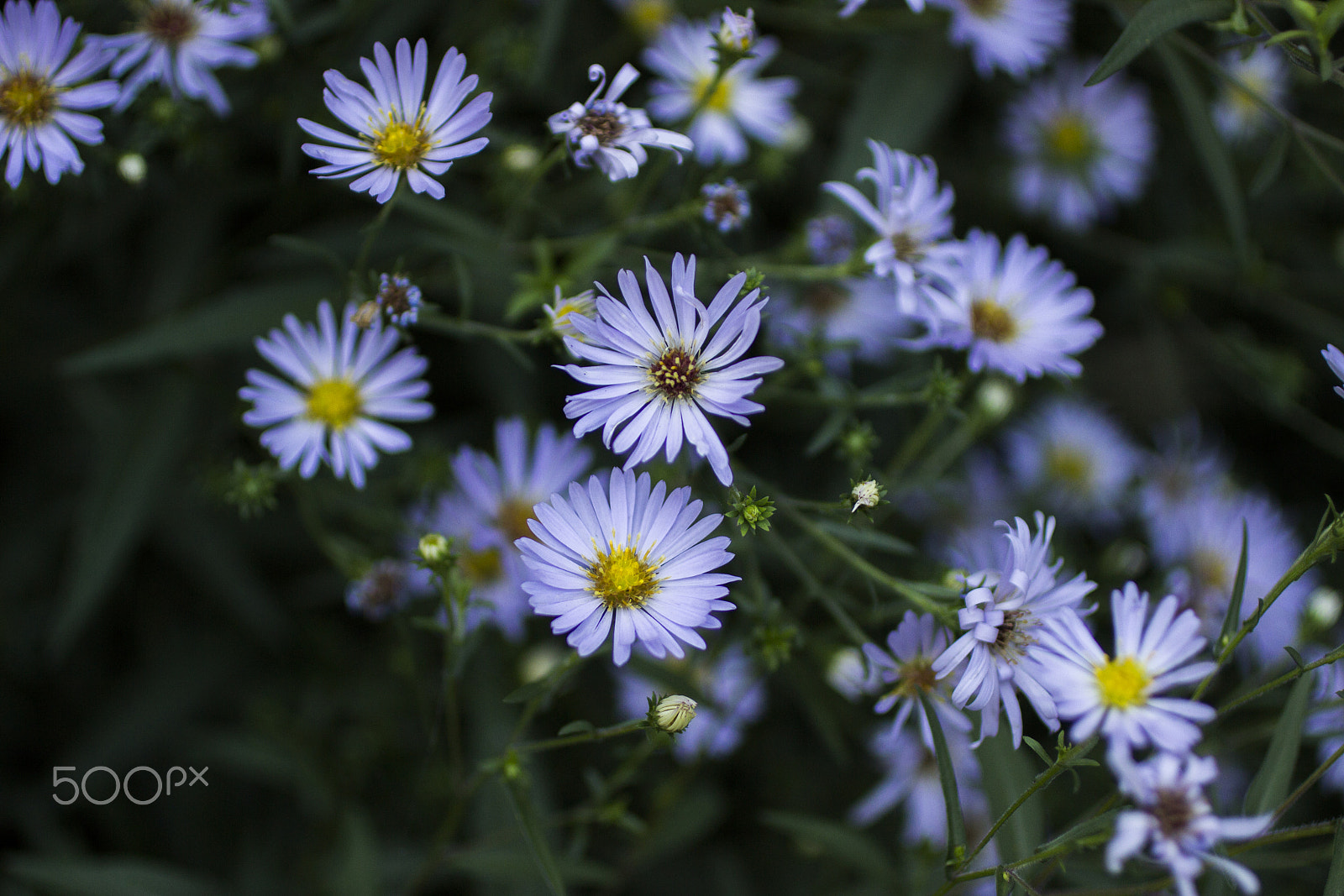 Canon EOS 600D (Rebel EOS T3i / EOS Kiss X5) + Canon EF 50mm F2.5 Macro sample photo. Summer is gone photography