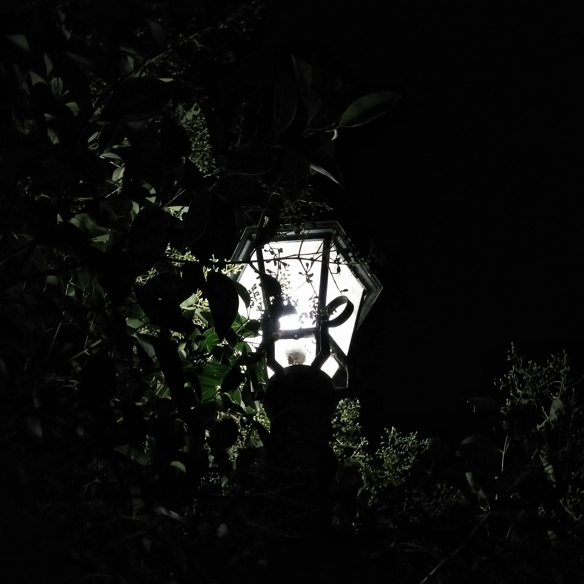 OnePlus ONE E1001 sample photo