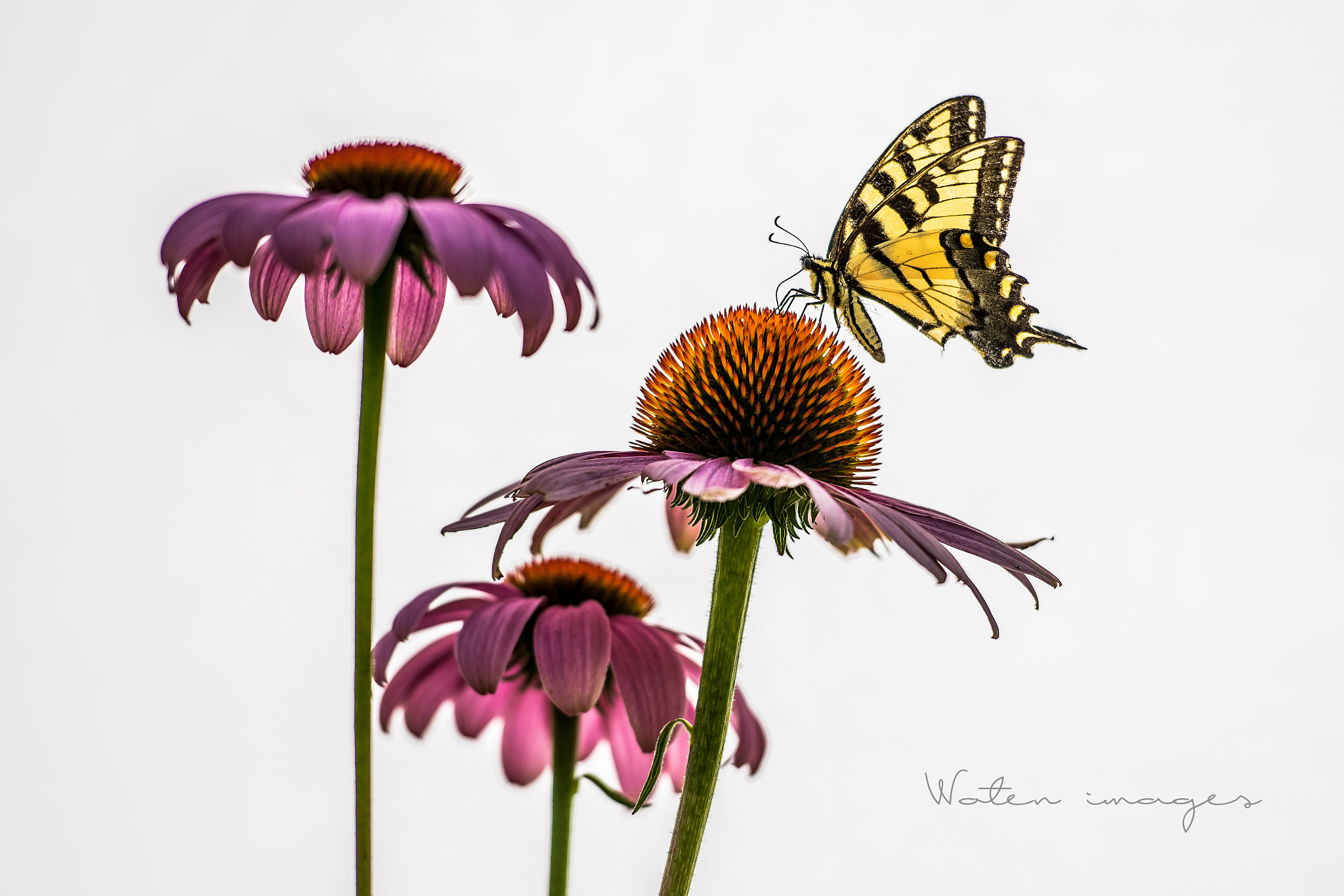 Nikon AF-S Nikkor 70-200mm F2.8G ED VR II sample photo