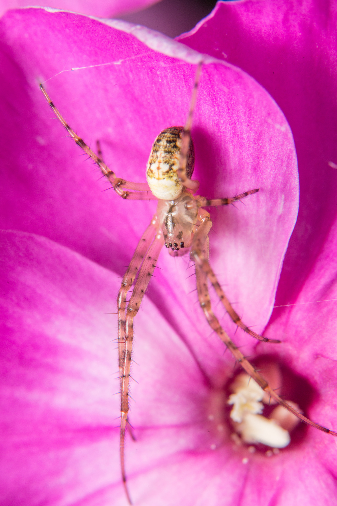 Sony a99 II sample photo. Spider photography