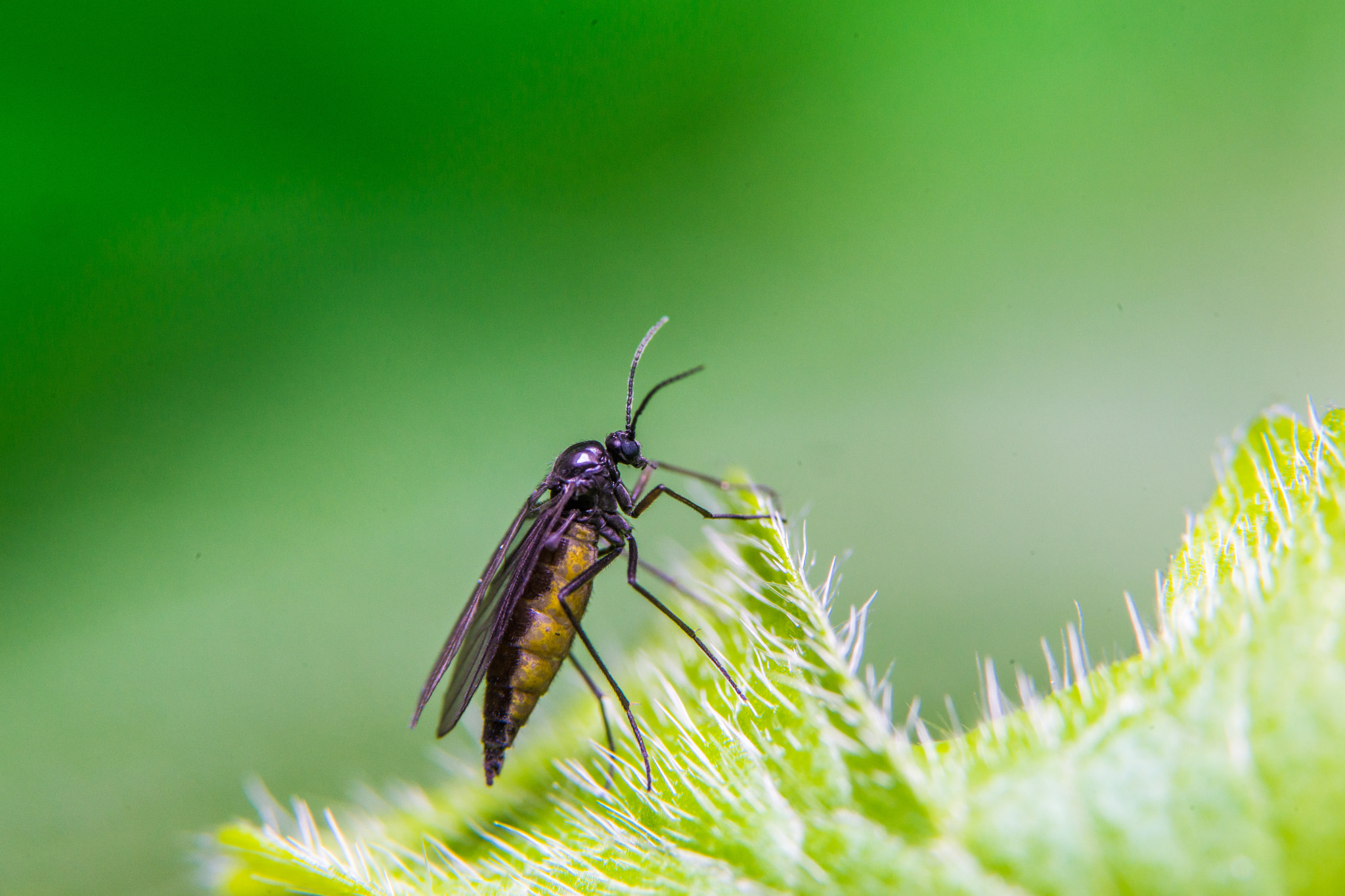 Sony a99 II + 90mm F2.8 Macro SSM sample photo. Bug photography