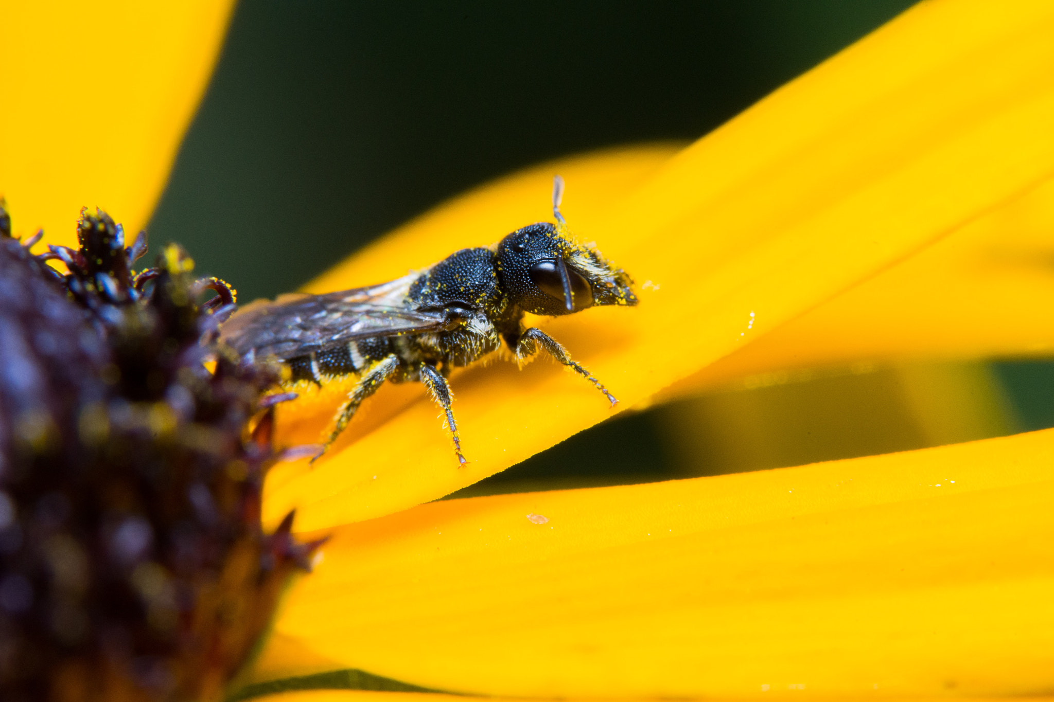 Sony a99 II sample photo. Bug photography