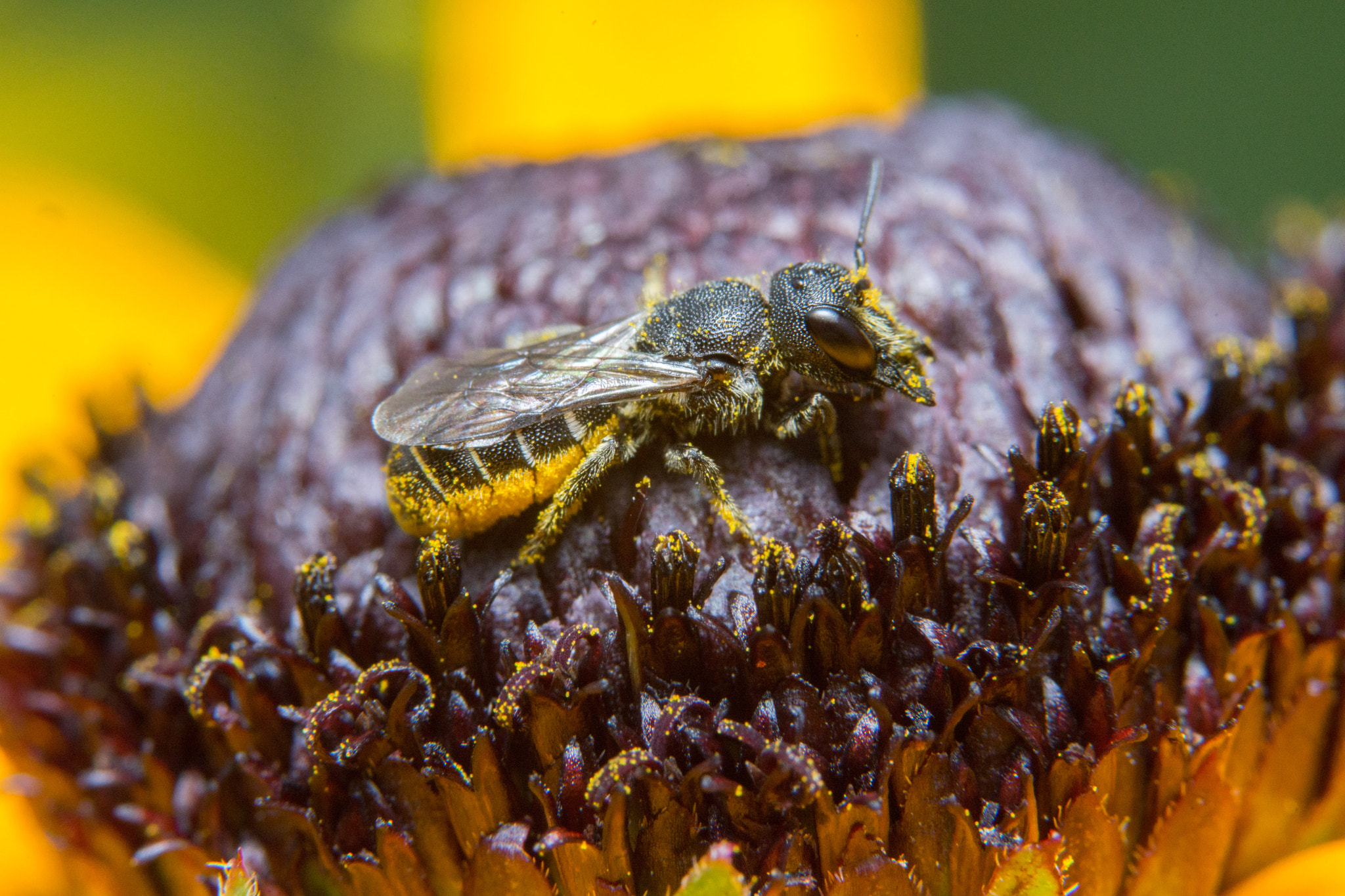 Sony a99 II + 90mm F2.8 Macro SSM sample photo. Bug photography