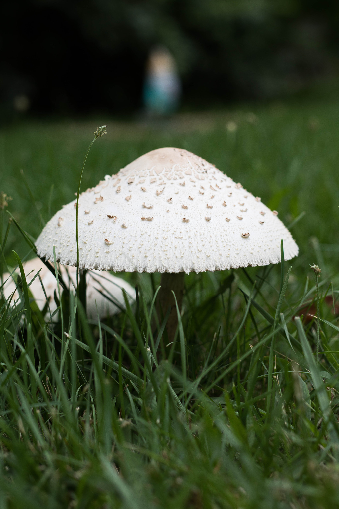 Sigma 50mm F1.4 EX DG HSM sample photo. Mushroom in my backyard photography