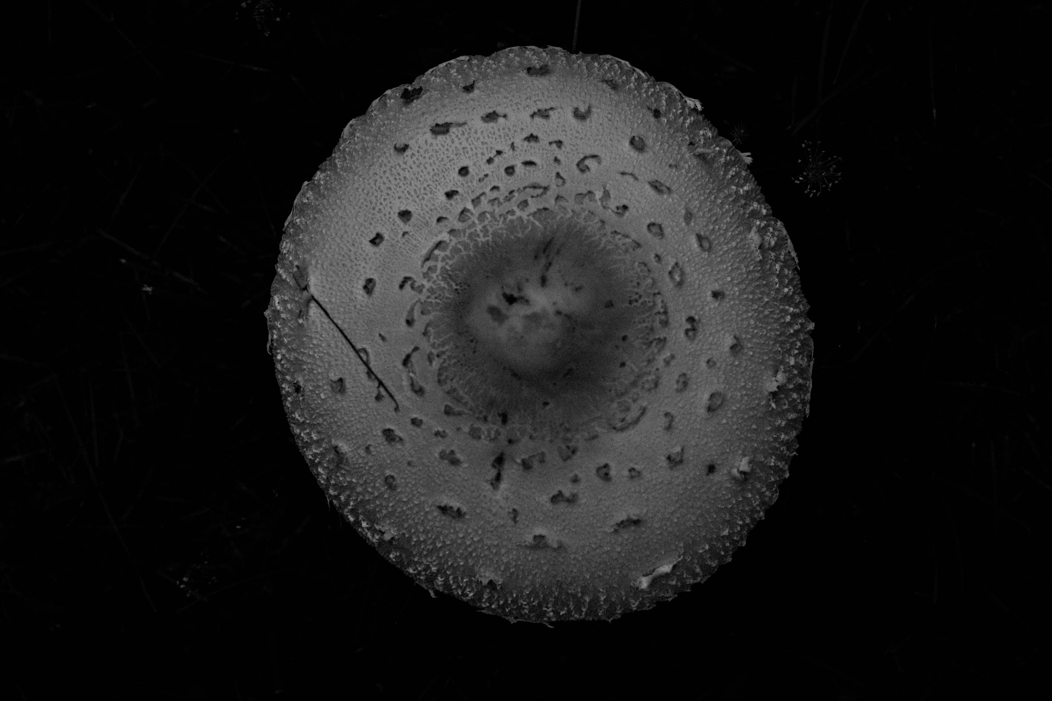 Sigma 50mm F1.4 EX DG HSM sample photo. Mushroom top photography