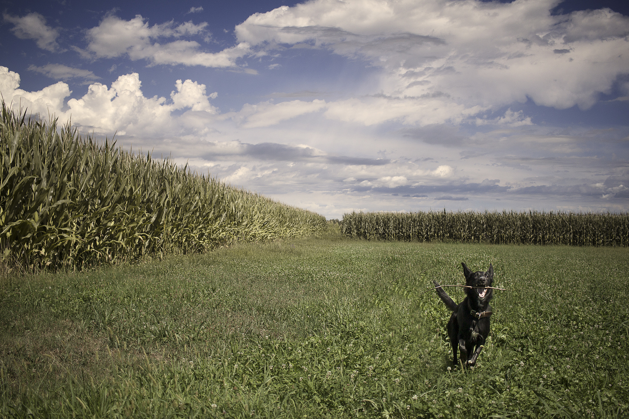 Canon EF-S 24mm F2.8 STM sample photo. Little dog, big adventures photography