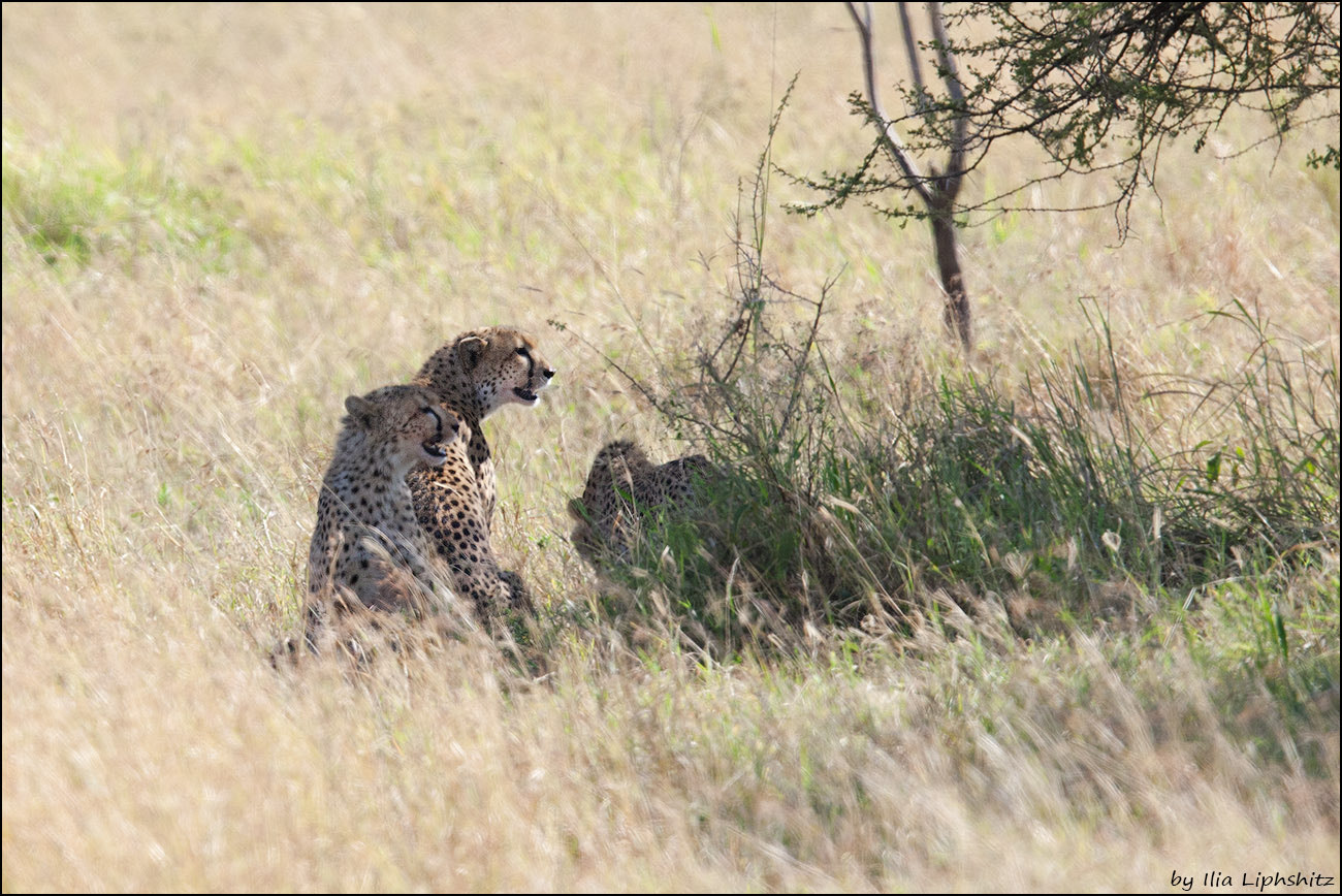 Canon EOS-1D Mark III + Canon EF 300mm F2.8L IS USM sample photo. Cheetahs of serengeti №1 photography