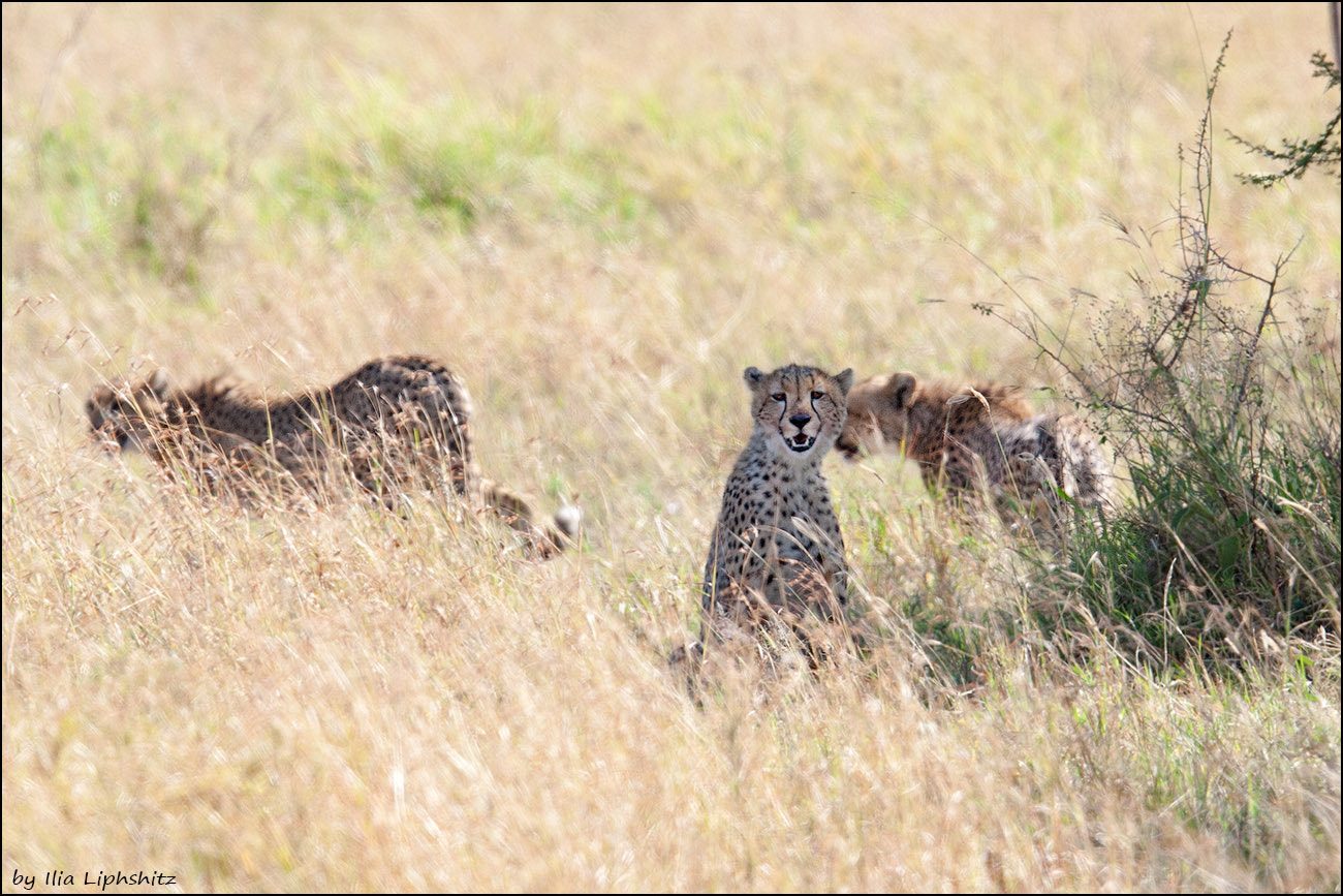 Canon EF 300mm F2.8L IS USM sample photo. Cheetahs of serengeti №2 photography