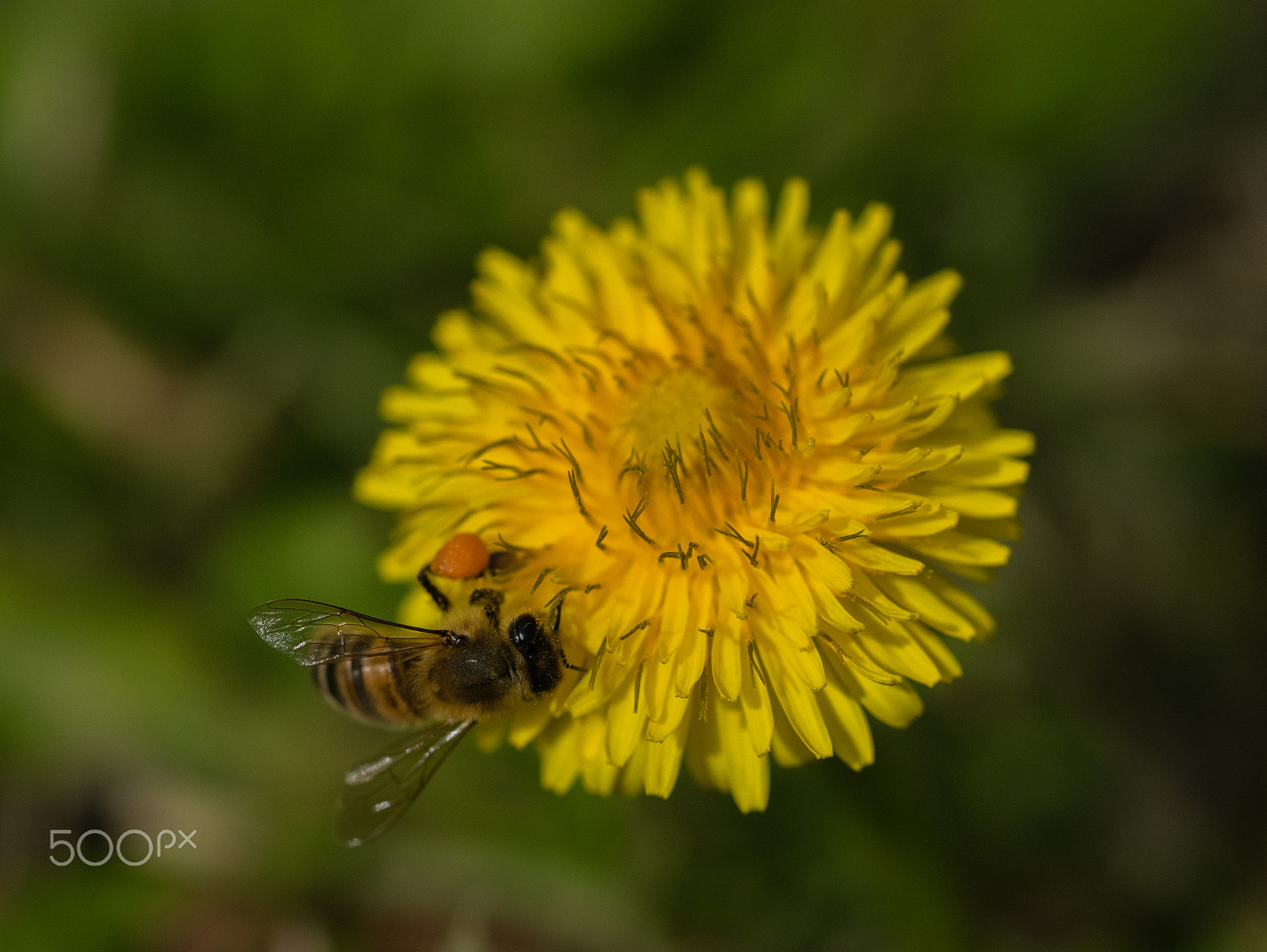 Panasonic DMC-GM1S + Olympus M.Zuiko Digital ED 60mm F2.8 Macro sample photo. Living on the edge photography