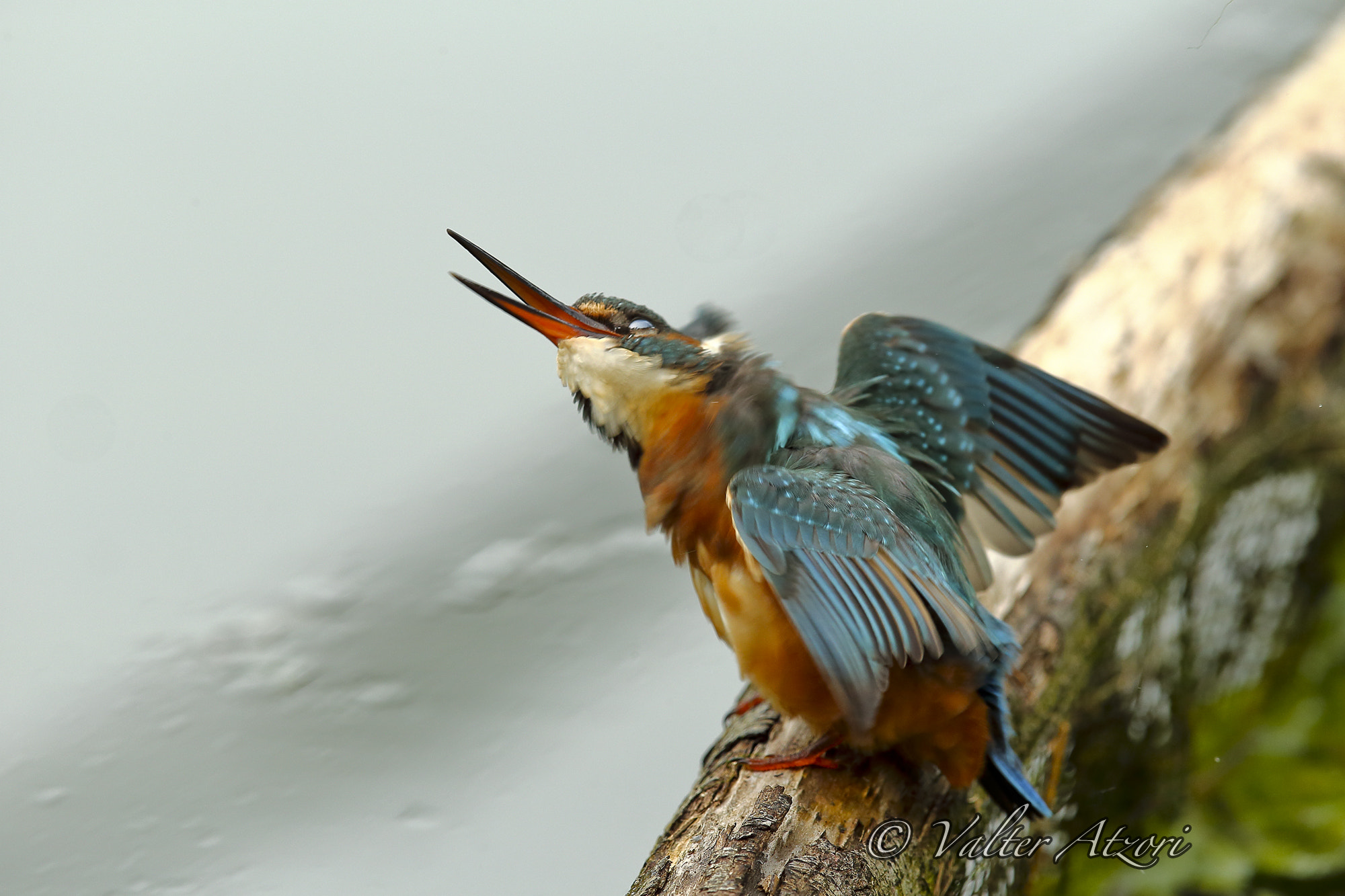 Canon EF 400mm F2.8L IS II USM sample photo. Kingfisher photography