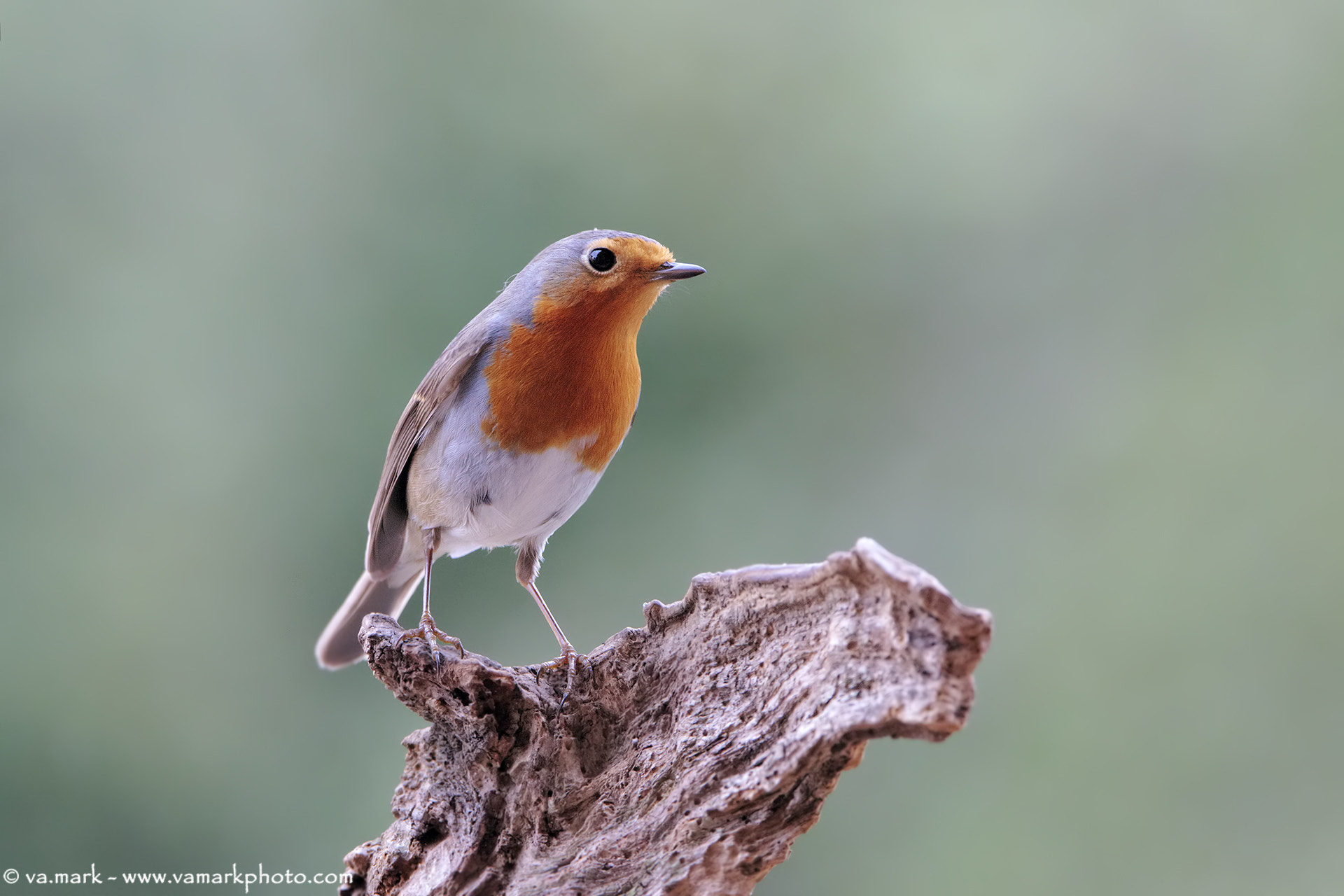 Tamron SP 150-600mm F5-6.3 Di VC USD sample photo. Pettirosso photography