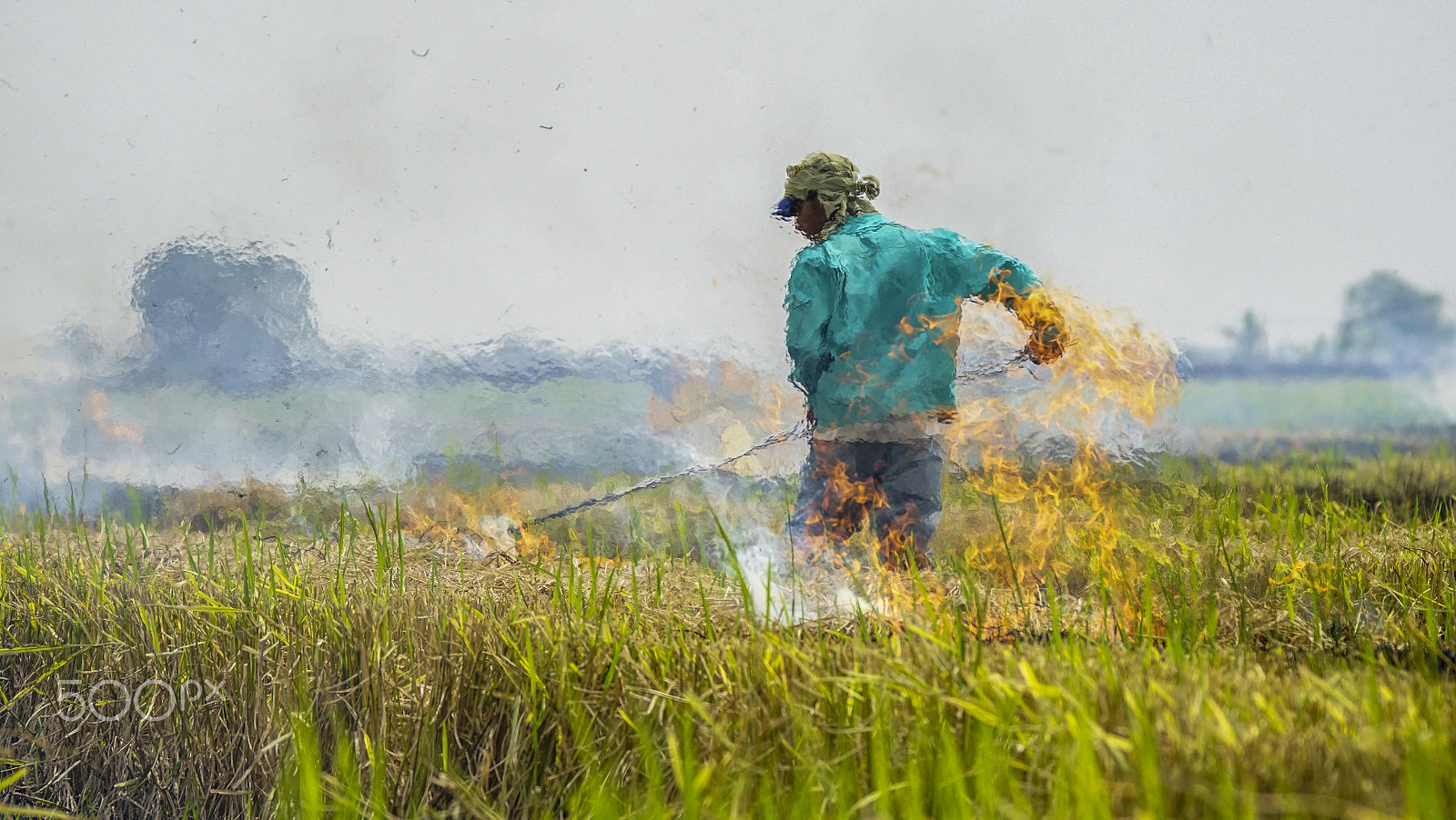 Sony 70-300mm F4.5-5.6 G SSM sample photo. Padi planting cycle - land clearing photography