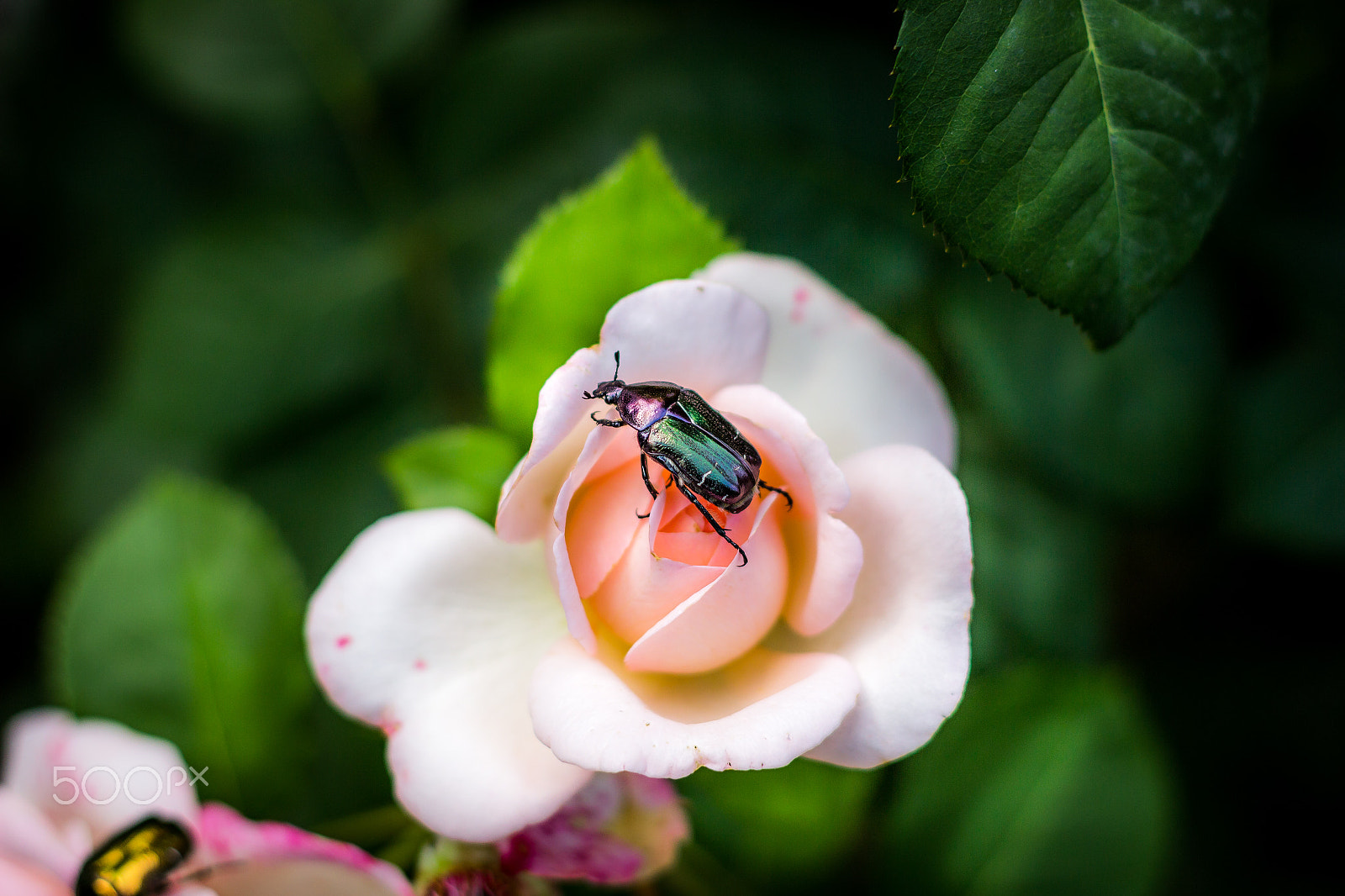 Canon EOS 600D (Rebel EOS T3i / EOS Kiss X5) + Canon EF 50mm F1.8 II sample photo. A green bug on a white rose photography