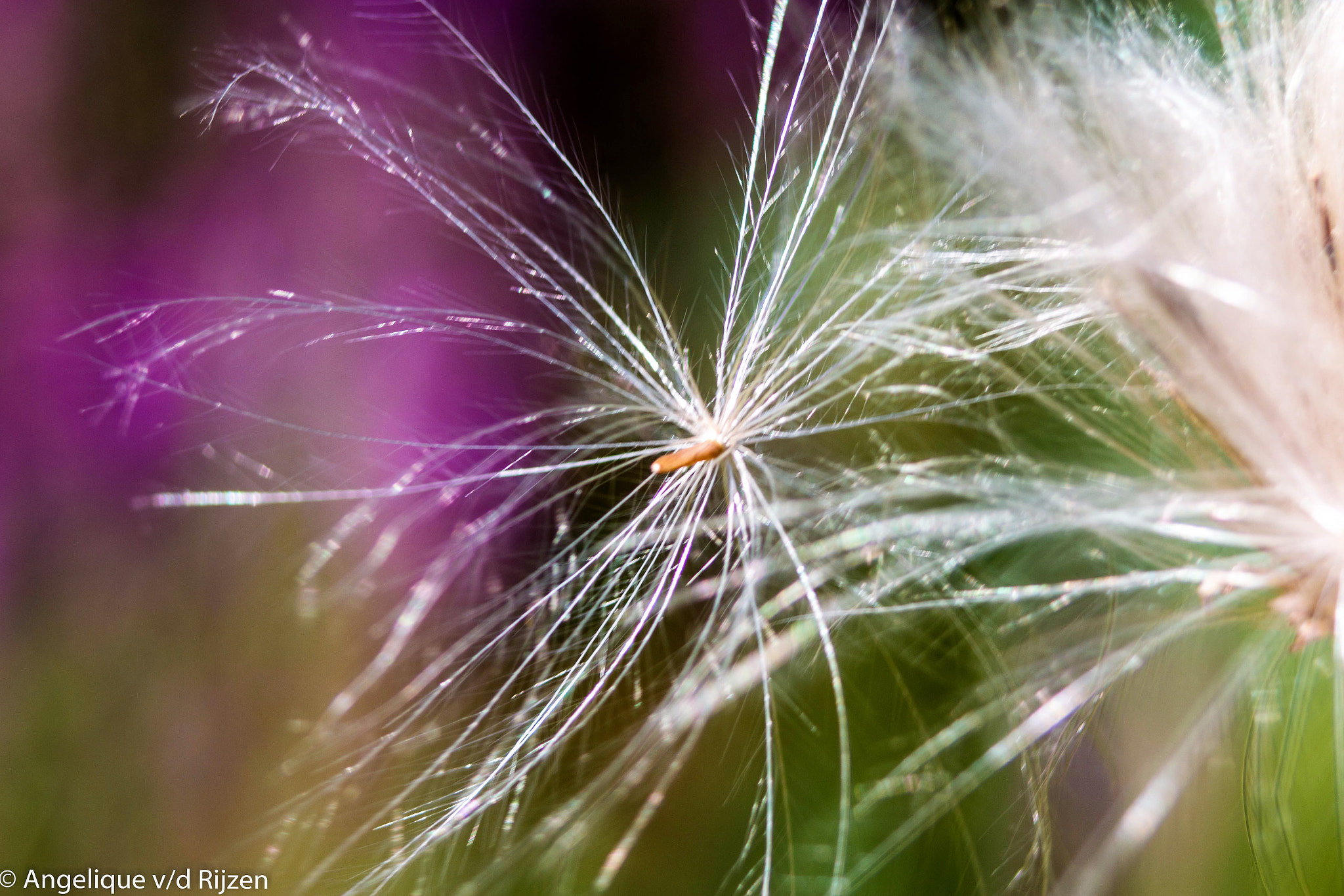 Canon EOS 70D sample photo. Kunst der natuur photography