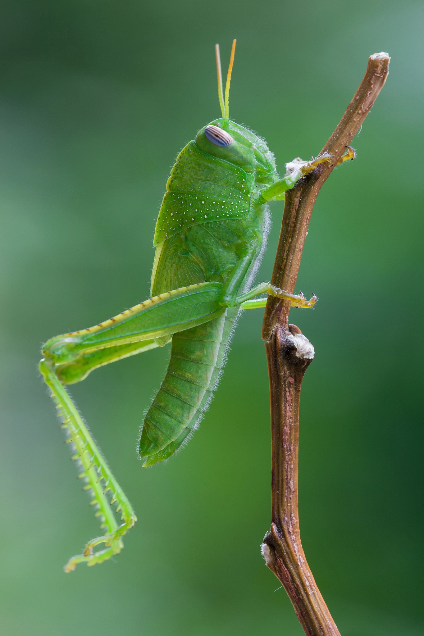 Canon EF 180mm F3.5L Macro USM sample photo. Grasshopper photography