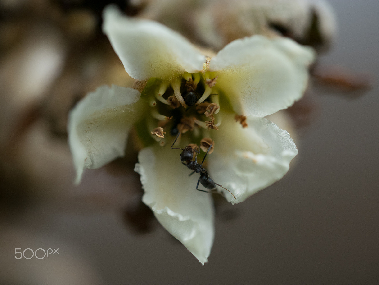 Panasonic DMC-GM1S + Olympus M.Zuiko Digital ED 60mm F2.8 Macro sample photo. Ants photography