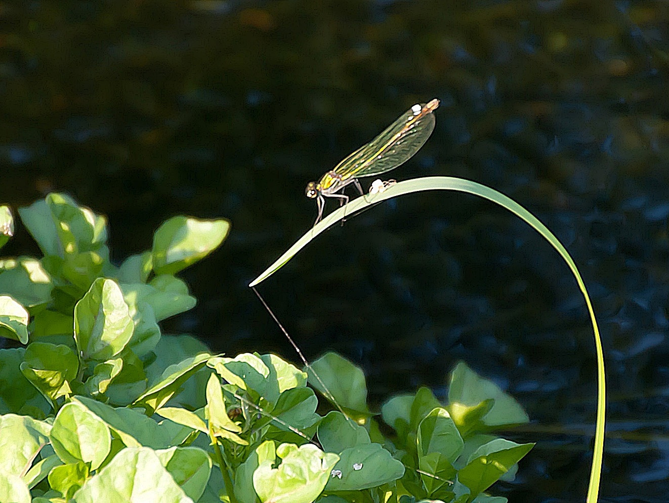 Sony Alpha DSLR-A300 + DT 18-270mm F3.5-6.3 SSM sample photo. Katapulta photography