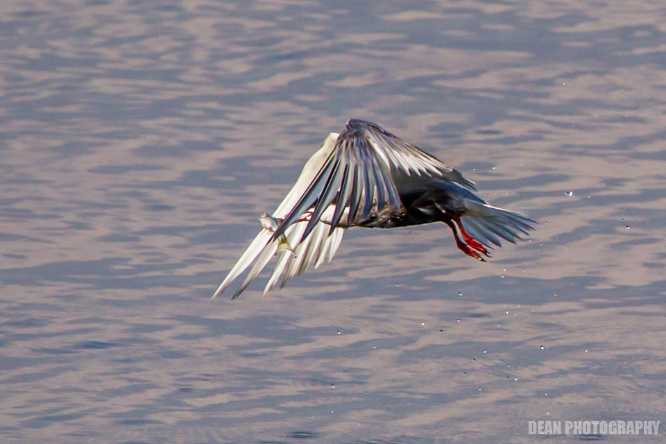Canon EOS-1D Mark IV sample photo. Flying photography
