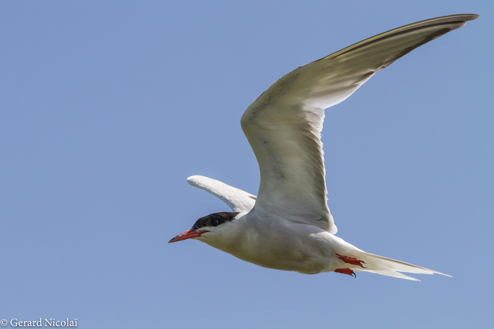 Canon EF 300mm F2.8L IS USM sample photo. Common tern photography