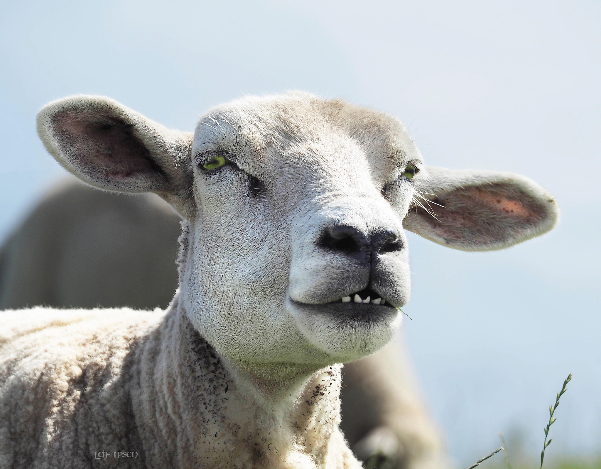 Olympus OM-D E-M10 sample photo. Meeting a legend: wolf in sheep’s clothing photography