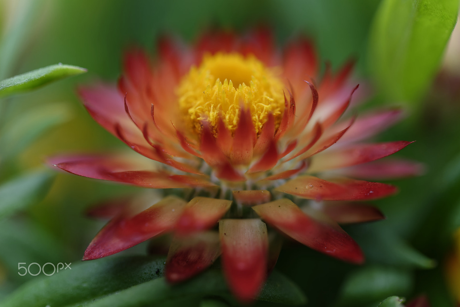Nikon AF-S Micro-Nikkor 60mm F2.8G ED sample photo. Red flower photography