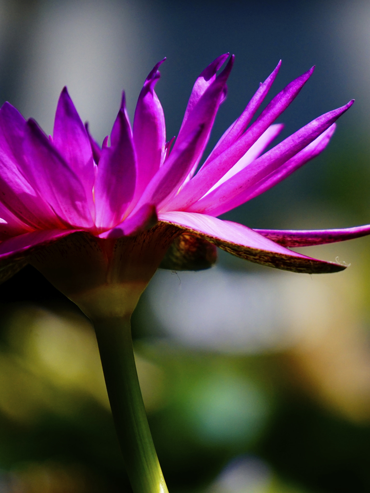 Sony E 55-210mm F4.5-6.3 OSS sample photo. 睡蓮。 photography