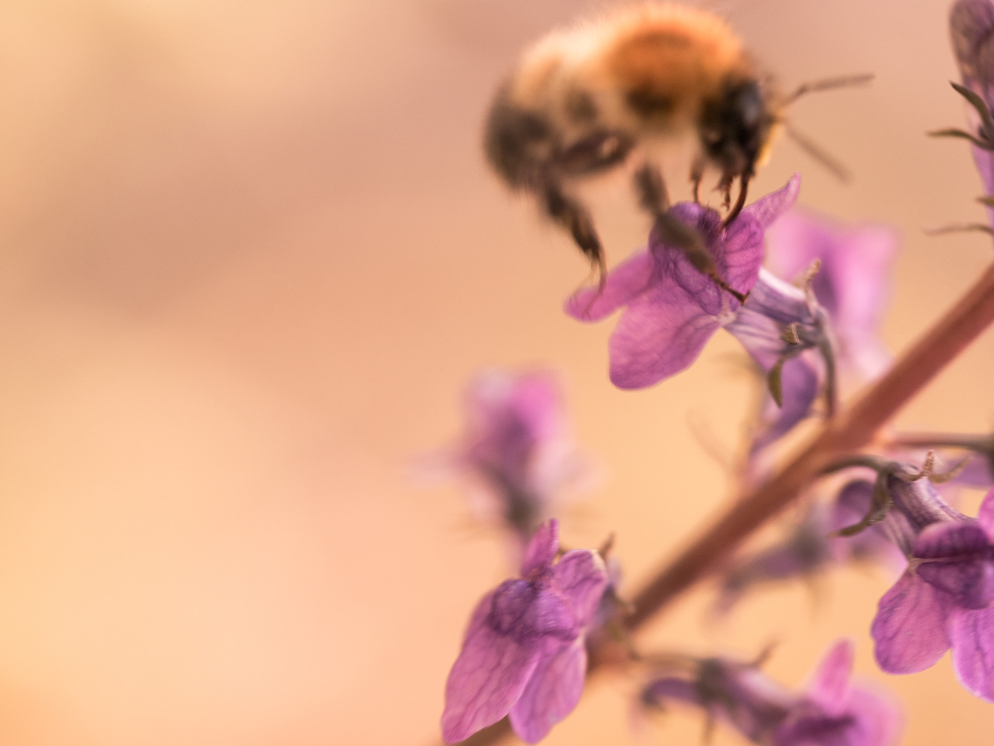 Panasonic Lumix DMC-GM1 sample photo. Bee dream photography