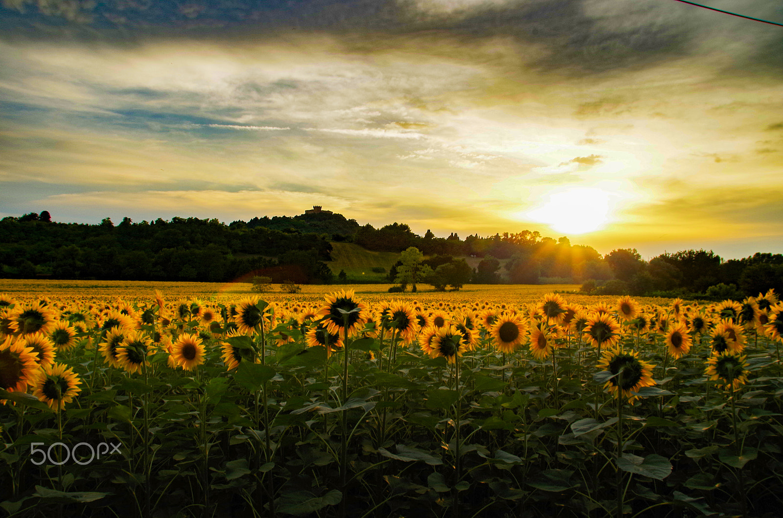 Pentax K-50 sample photo. Field of sunflowers photography