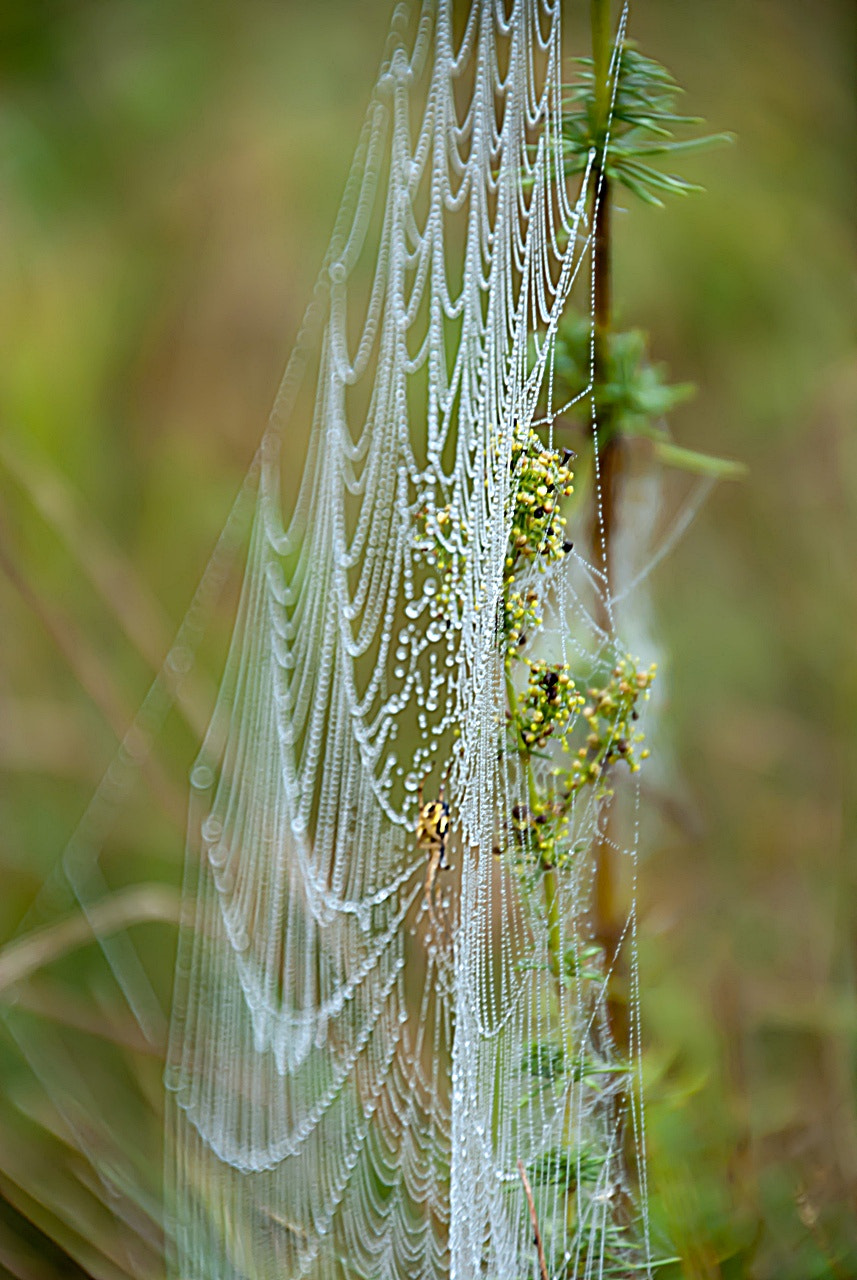 Sony Alpha DSLR-A300 + DT 18-270mm F3.5-6.3 SSM sample photo. Koronki ii photography