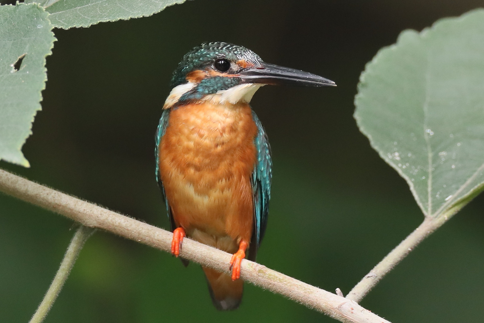 Canon EF 800mm F5.6L IS USM sample photo