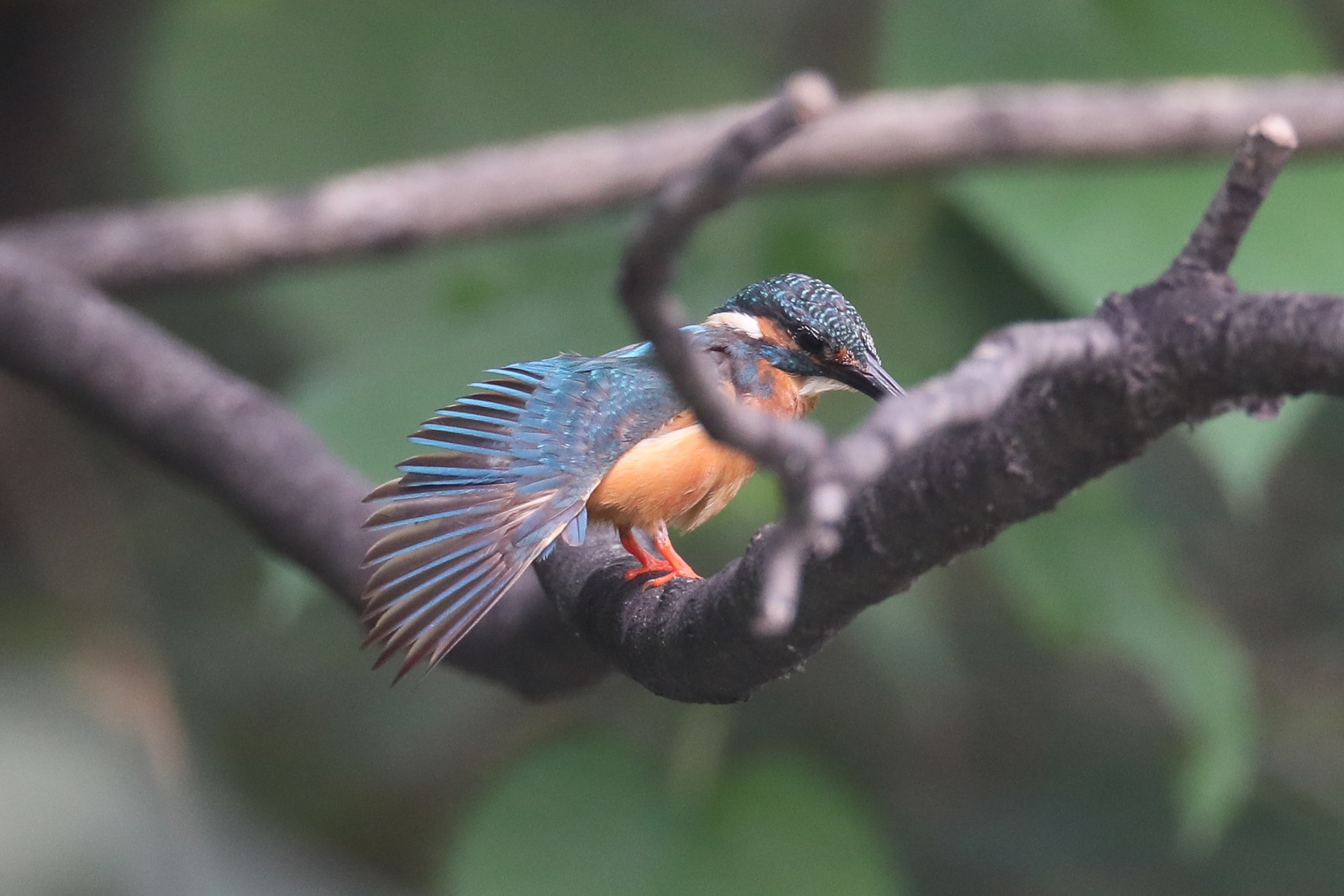 Canon EF 800mm F5.6L IS USM sample photo