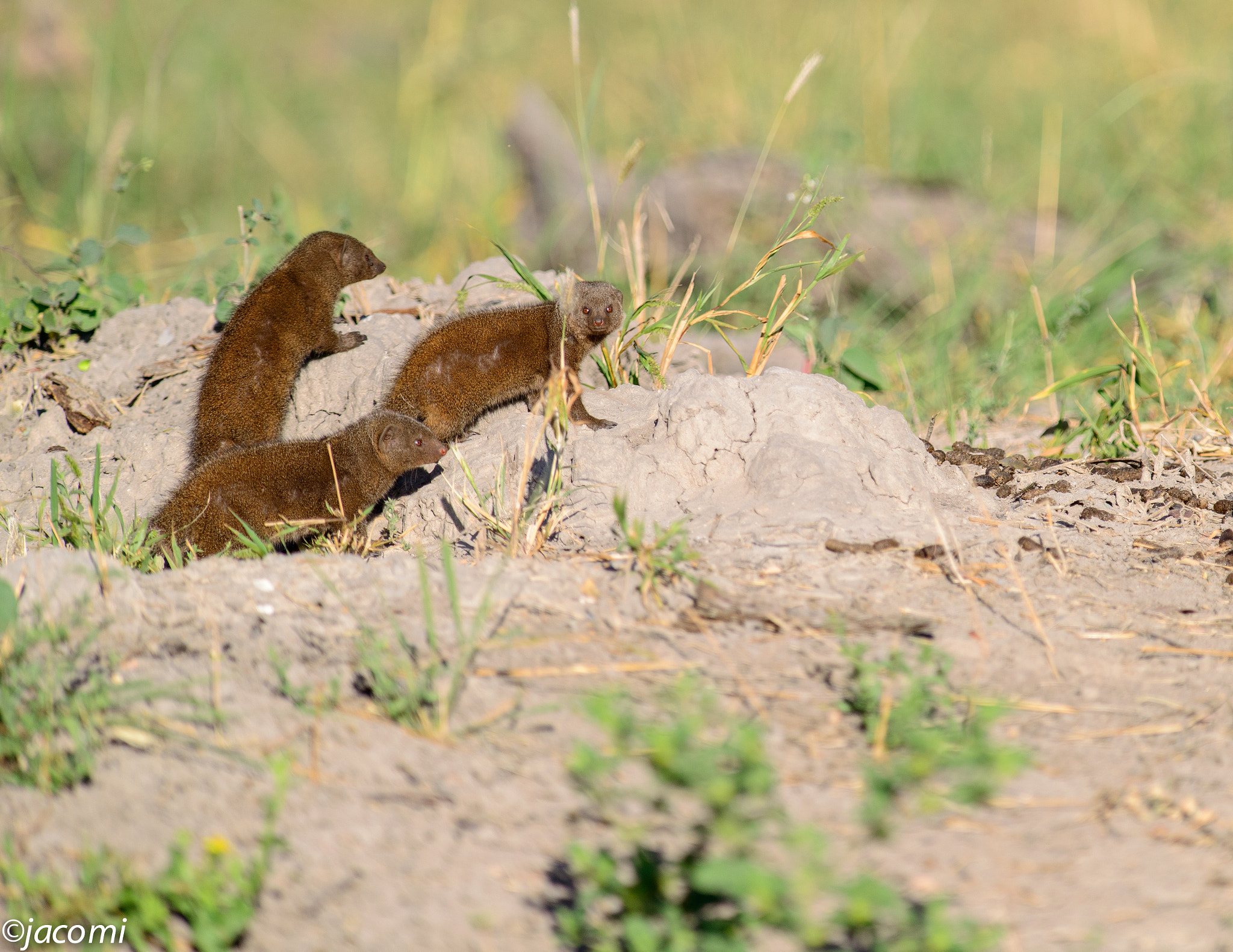 Nikon AF-S Nikkor 300mm F2.8G ED-IF VR sample photo