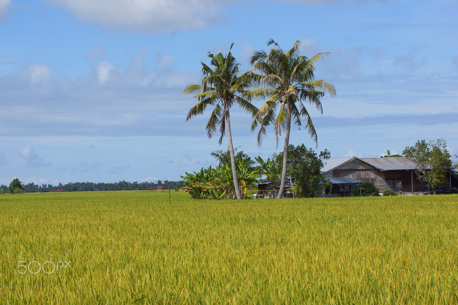 Sony 70-300mm F4.5-5.6 G SSM sample photo. Growing/maturing paddy / padi / rice field photography