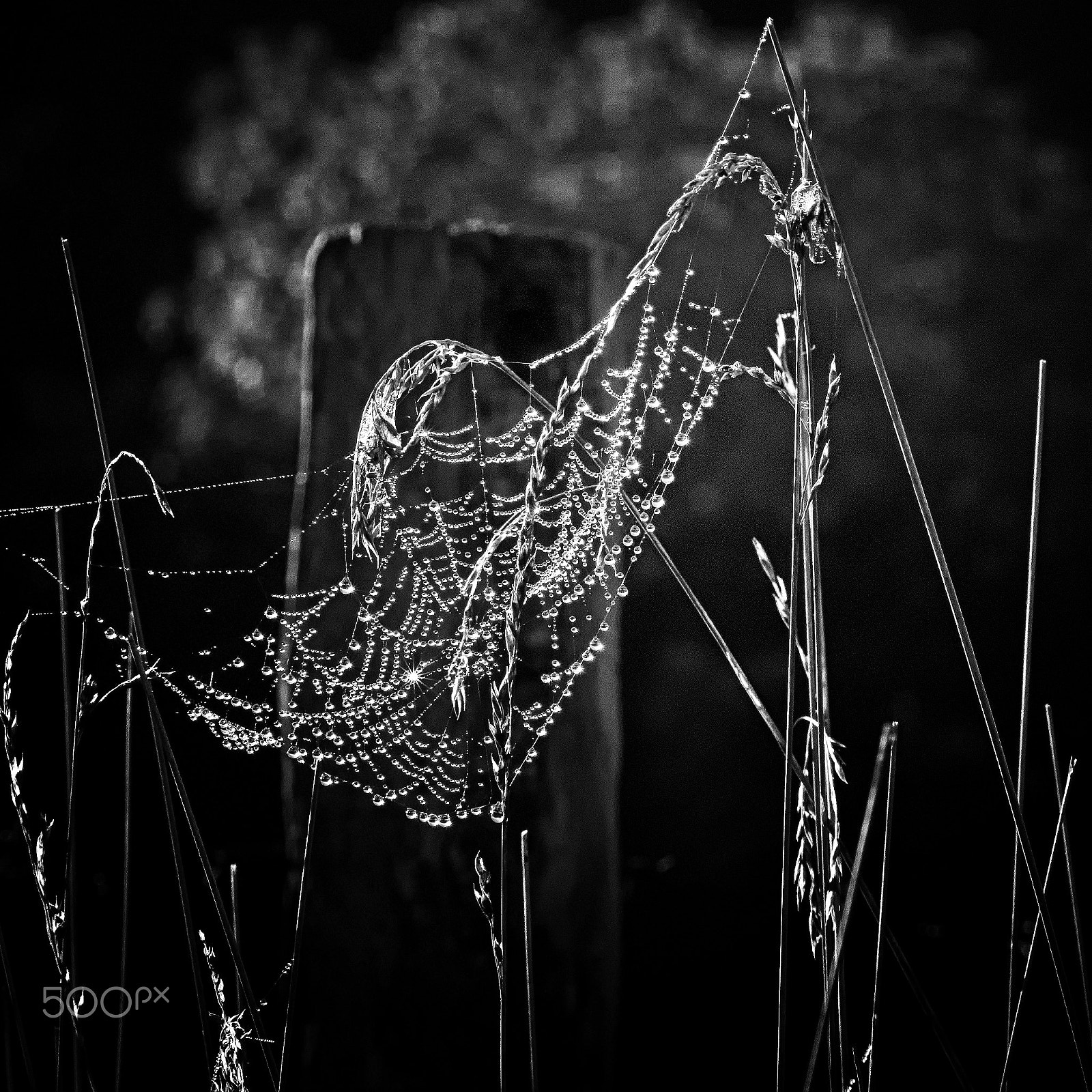 AF Nikkor 70-210mm f/4-5.6 sample photo. Précieuses gouttes photography
