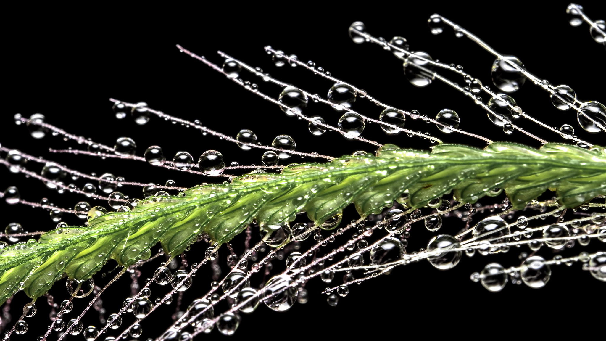 Panasonic Leica DG Macro-Elmarit 45mm F2.8 ASPH OIS sample photo. Droplets photography