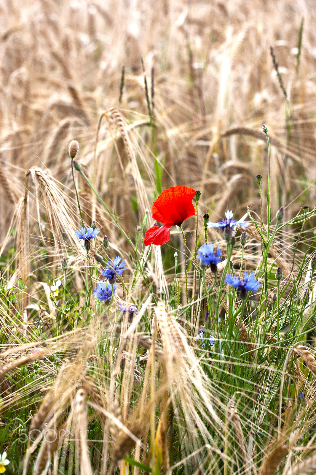 Canon EOS 30D + Canon EF 70-200mm F4L USM sample photo. Poppy & cornflower photography