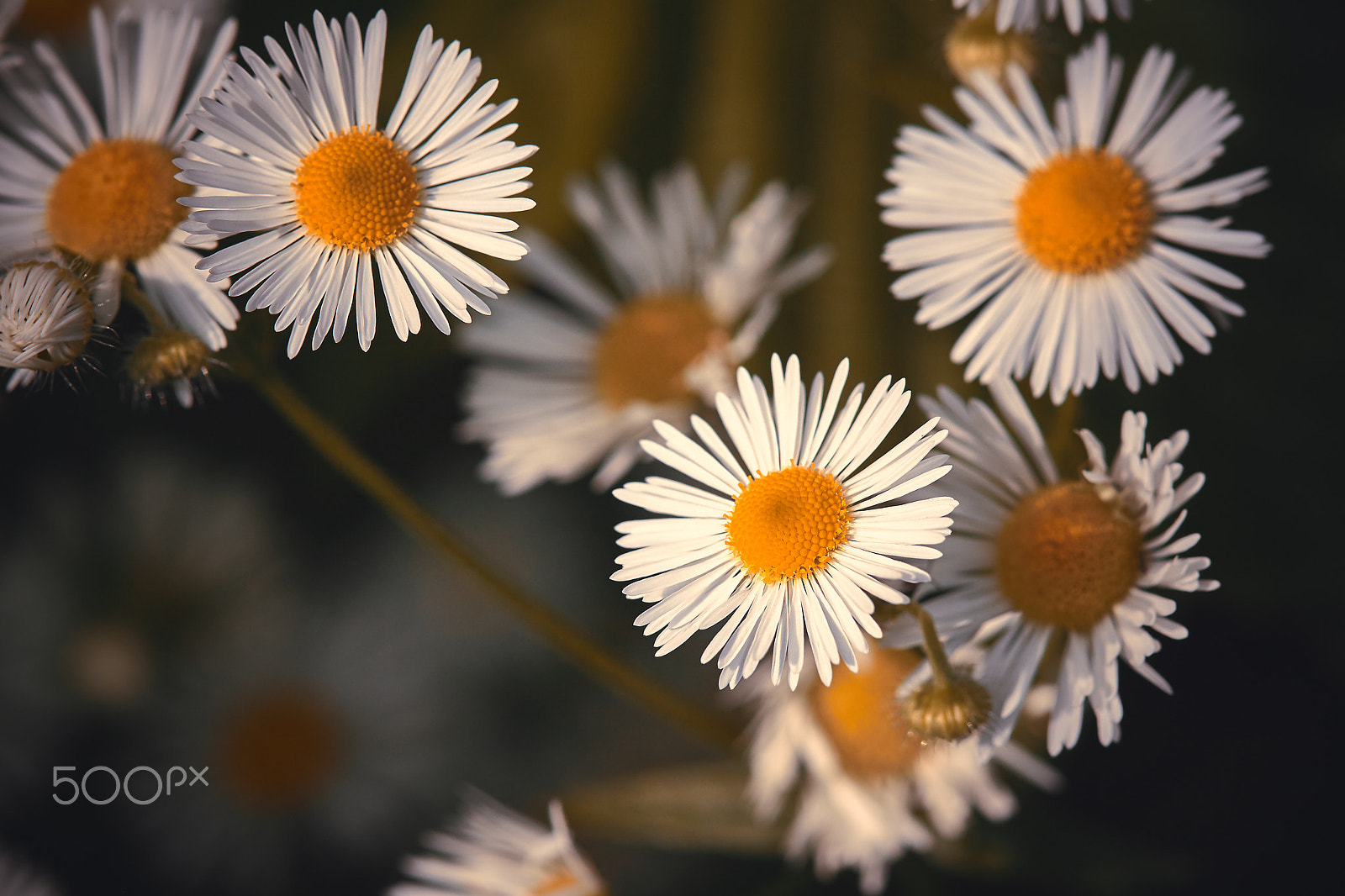 Canon EOS 50D + Canon EF 100mm F2.8 Macro USM sample photo. Chamomile flowers photography