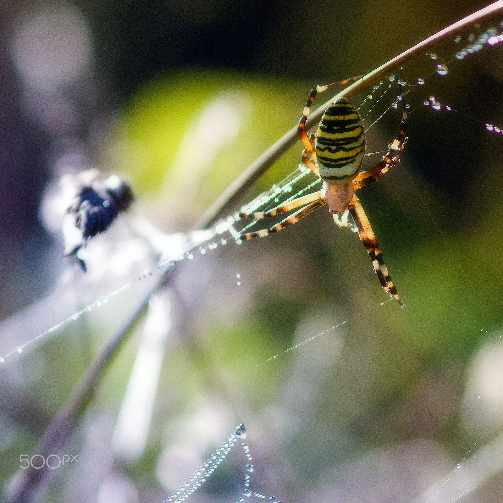 AF Zoom-Nikkor 75-300mm f/4.5-5.6 sample photo. La travailleuse (argiope frelon) photography
