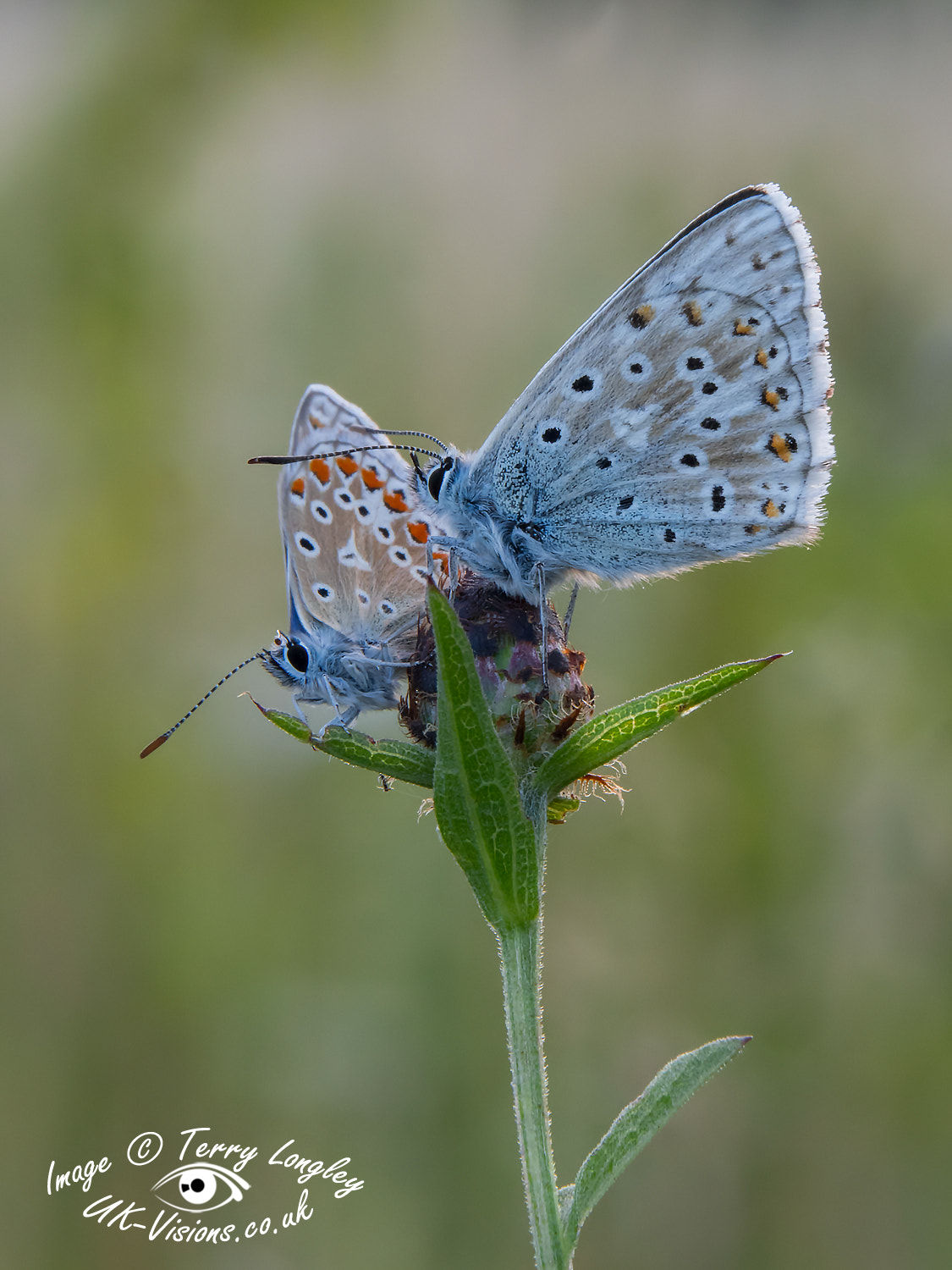 Panasonic Lumix G X Vario 35-100mm F2.8 OIS sample photo. Chalk hill pair photography
