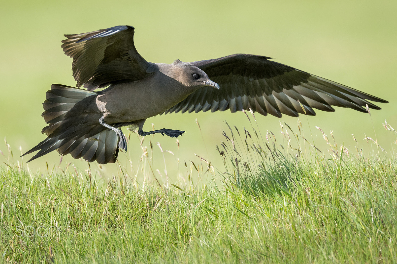 Nikon AF-S Nikkor 600mm F4E FL ED VR sample photo. Parasitic jaeger photography
