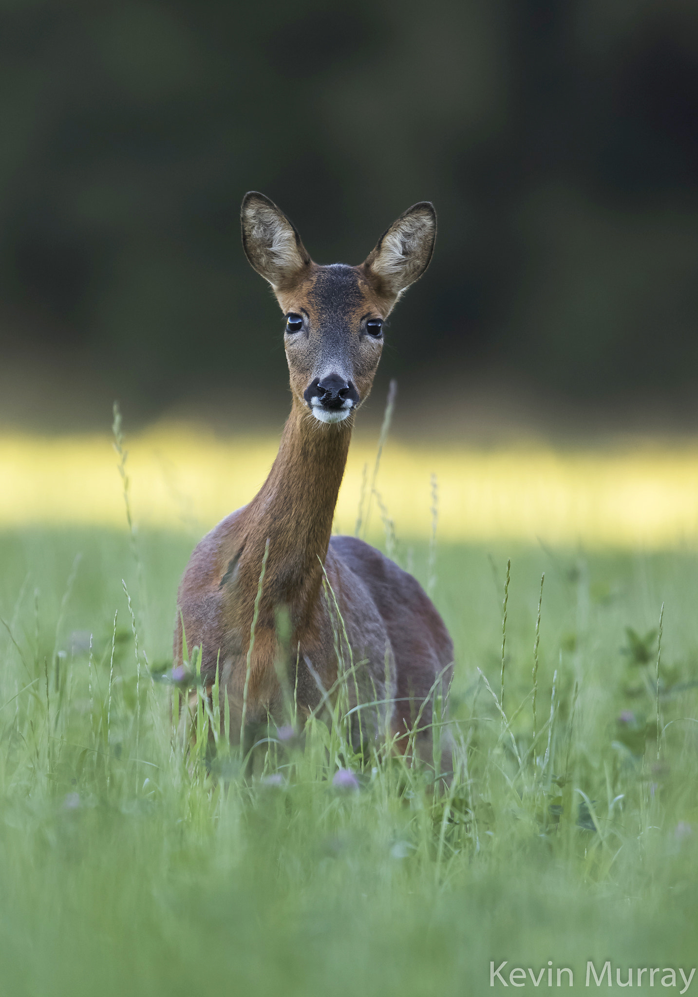 Canon EF 300mm F2.8L IS USM sample photo. Roe doe photography