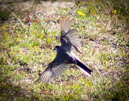 Canon EOS 60D + Canon EF 100mm F2.8 Macro USM sample photo. Wagtail takeoff photography