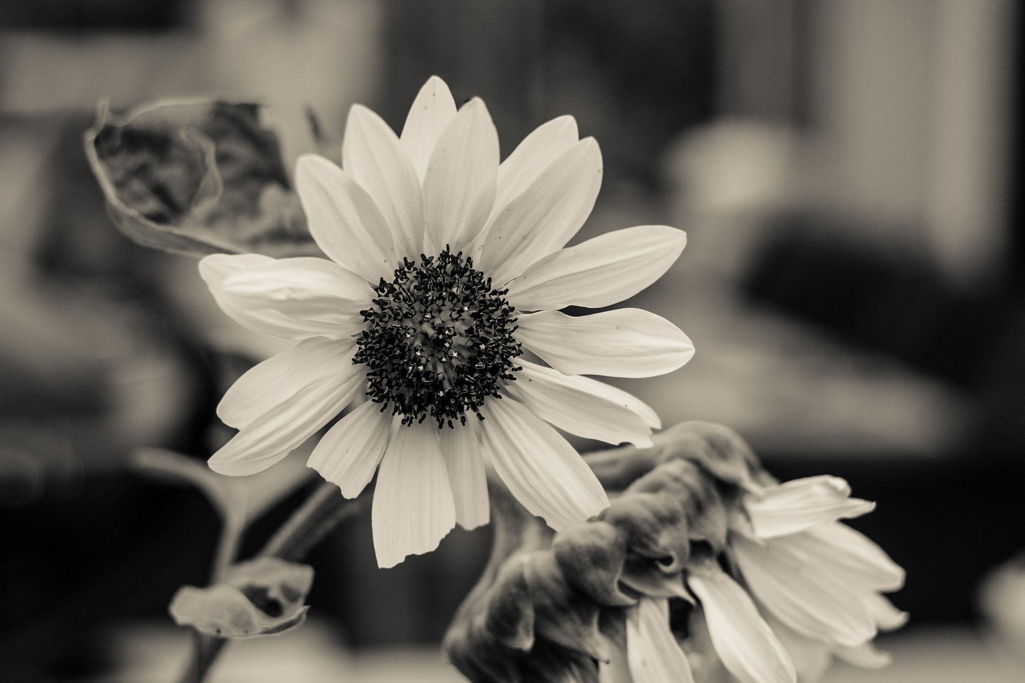 Canon EF 50mm F1.8 II sample photo. Warm sunflowers photography