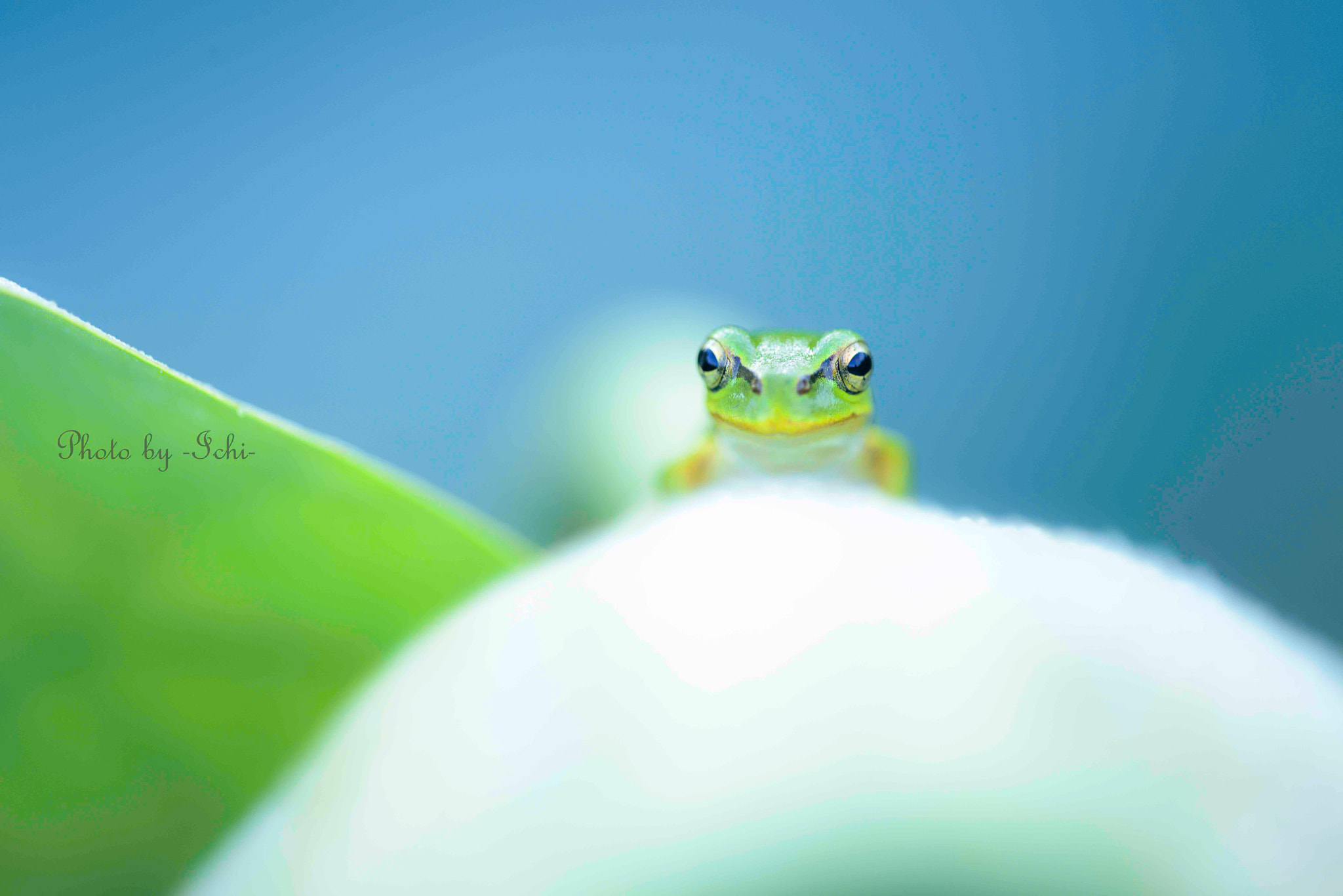 Sigma 150mm F2.8 EX DG Macro HSM sample photo. Ｓｍｉｌｅｙ photography