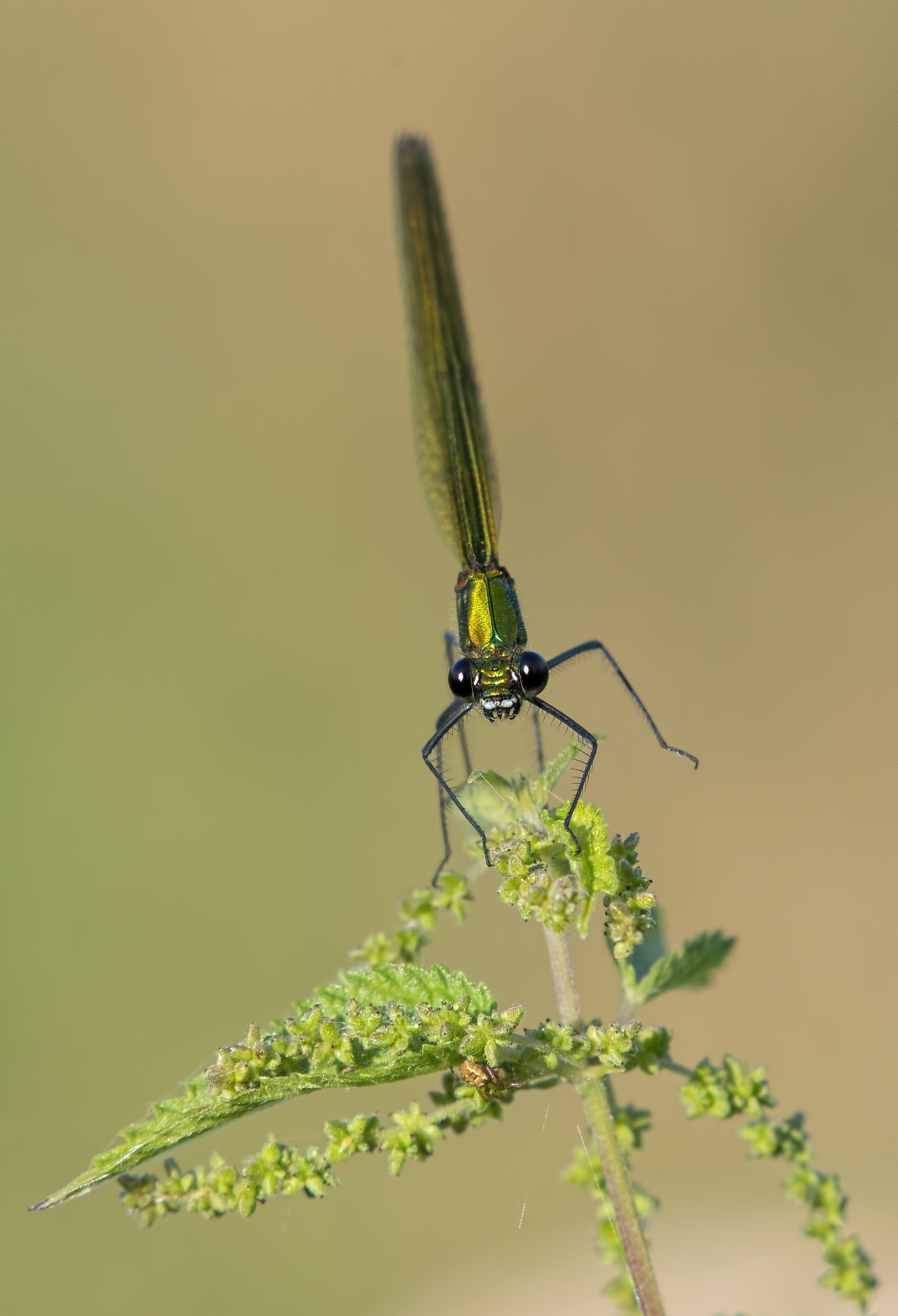 Nikon AF-S Nikkor 200-500mm F5.6E ED VR sample photo. So many legs photography