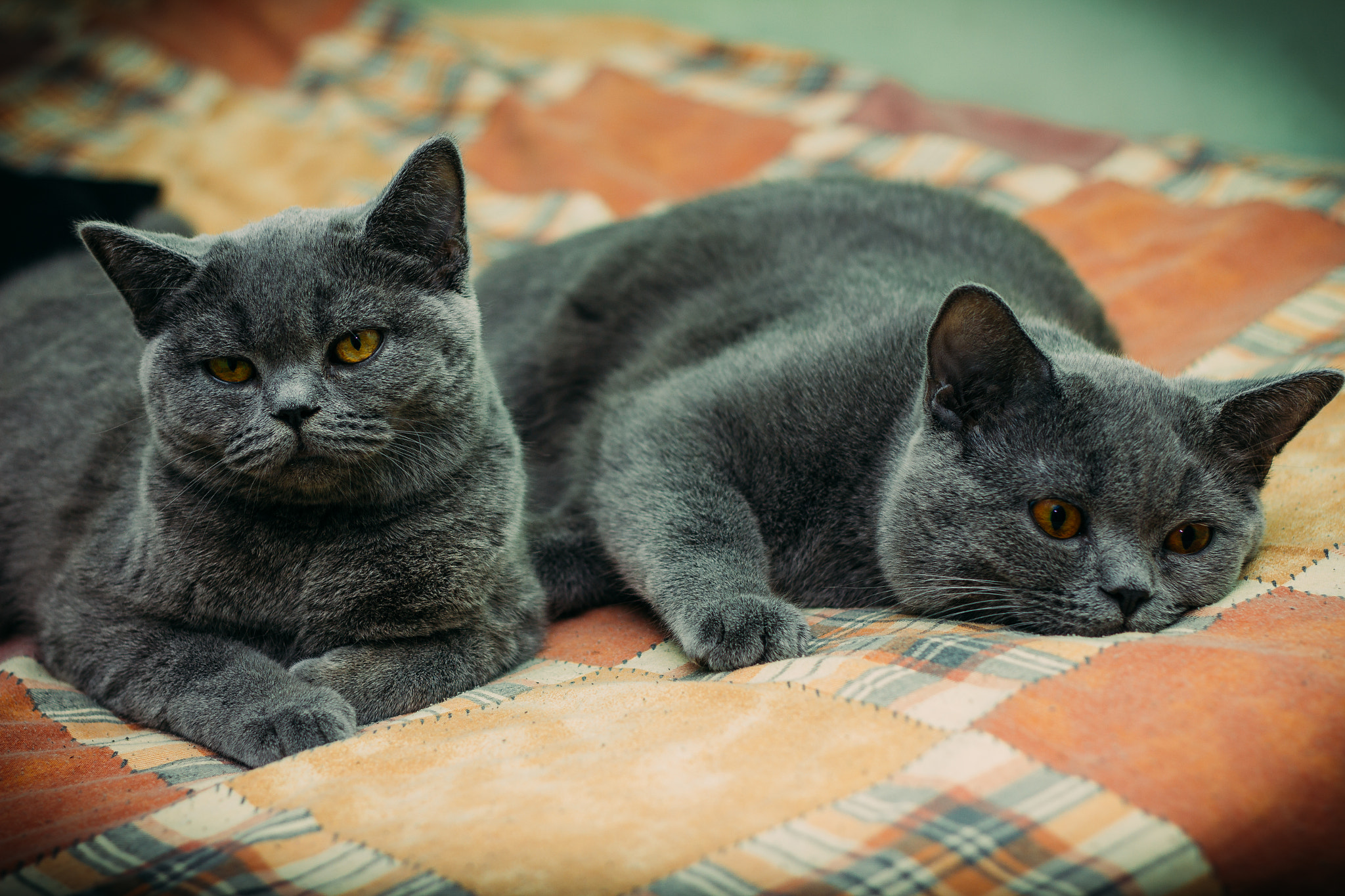 Canon EOS 600D (Rebel EOS T3i / EOS Kiss X5) + Canon EF 50mm F1.8 II sample photo. Cats photography
