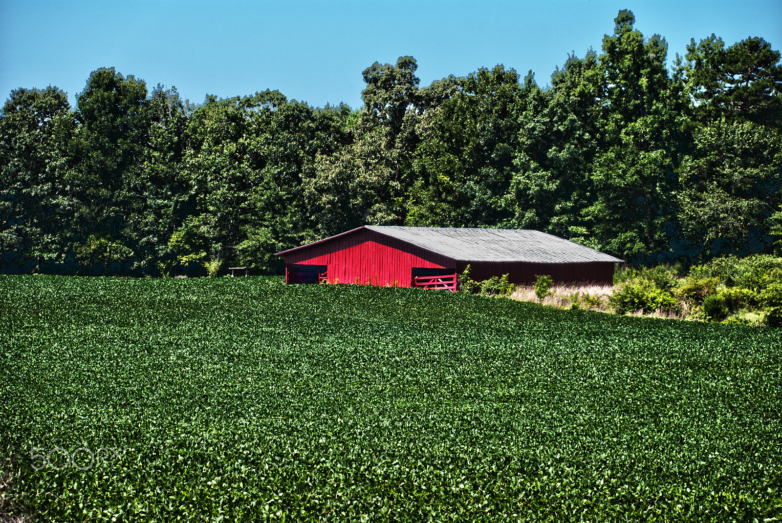 Nikon D40X sample photo. Red amongst green photography