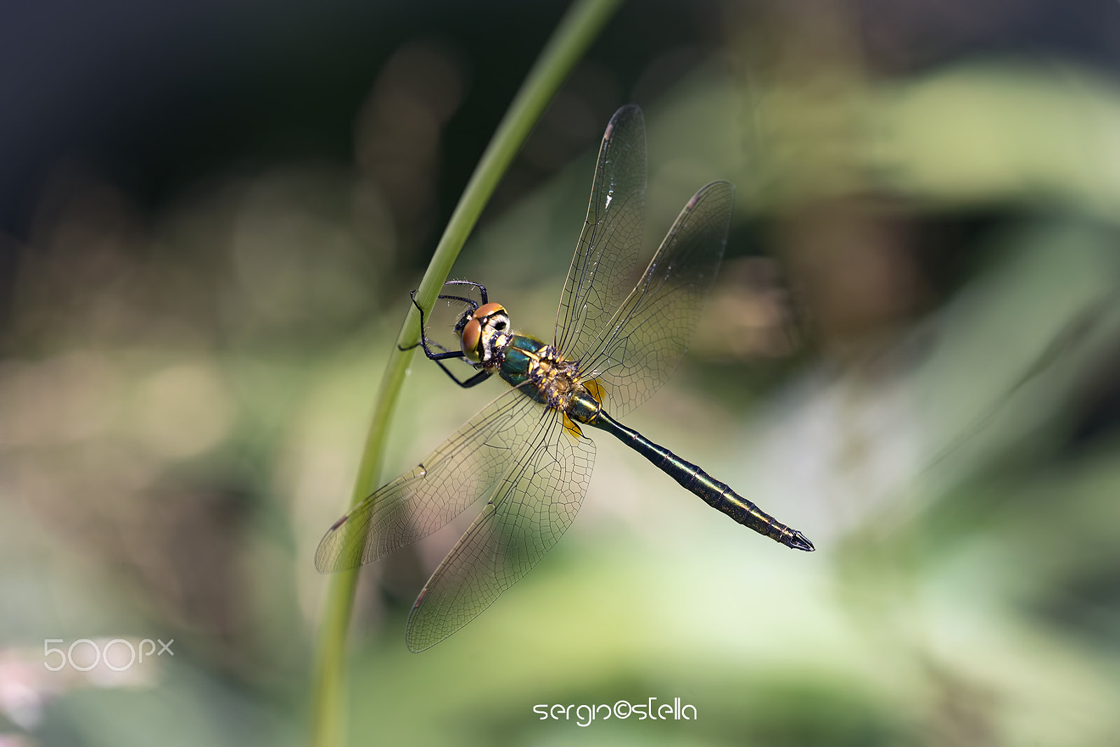 Sigma 150mm F2.8 EX DG Macro HSM sample photo. Somatochlora metallica ♂ photography
